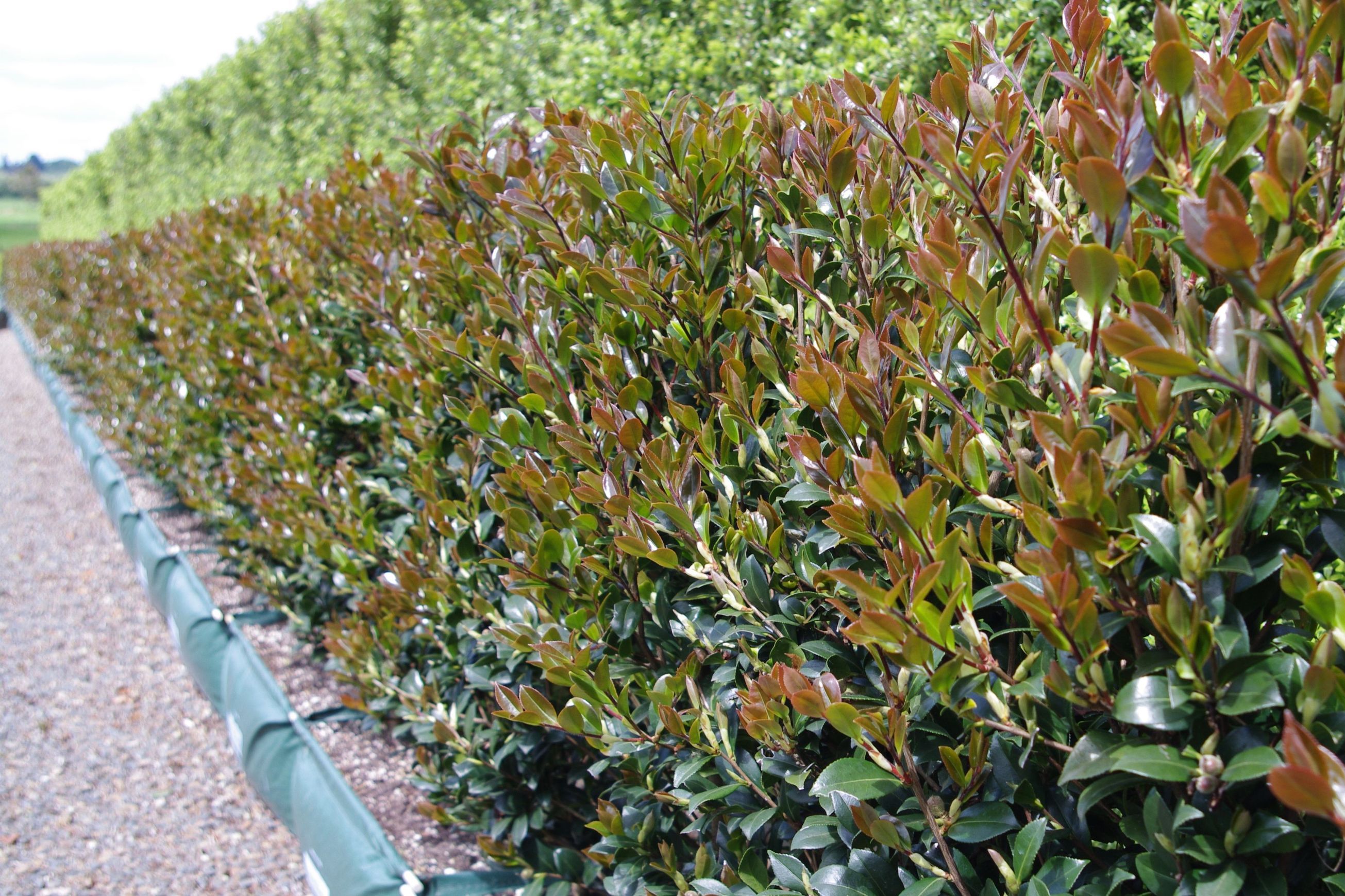 Camellia ‘Yuletide’ instant hedge