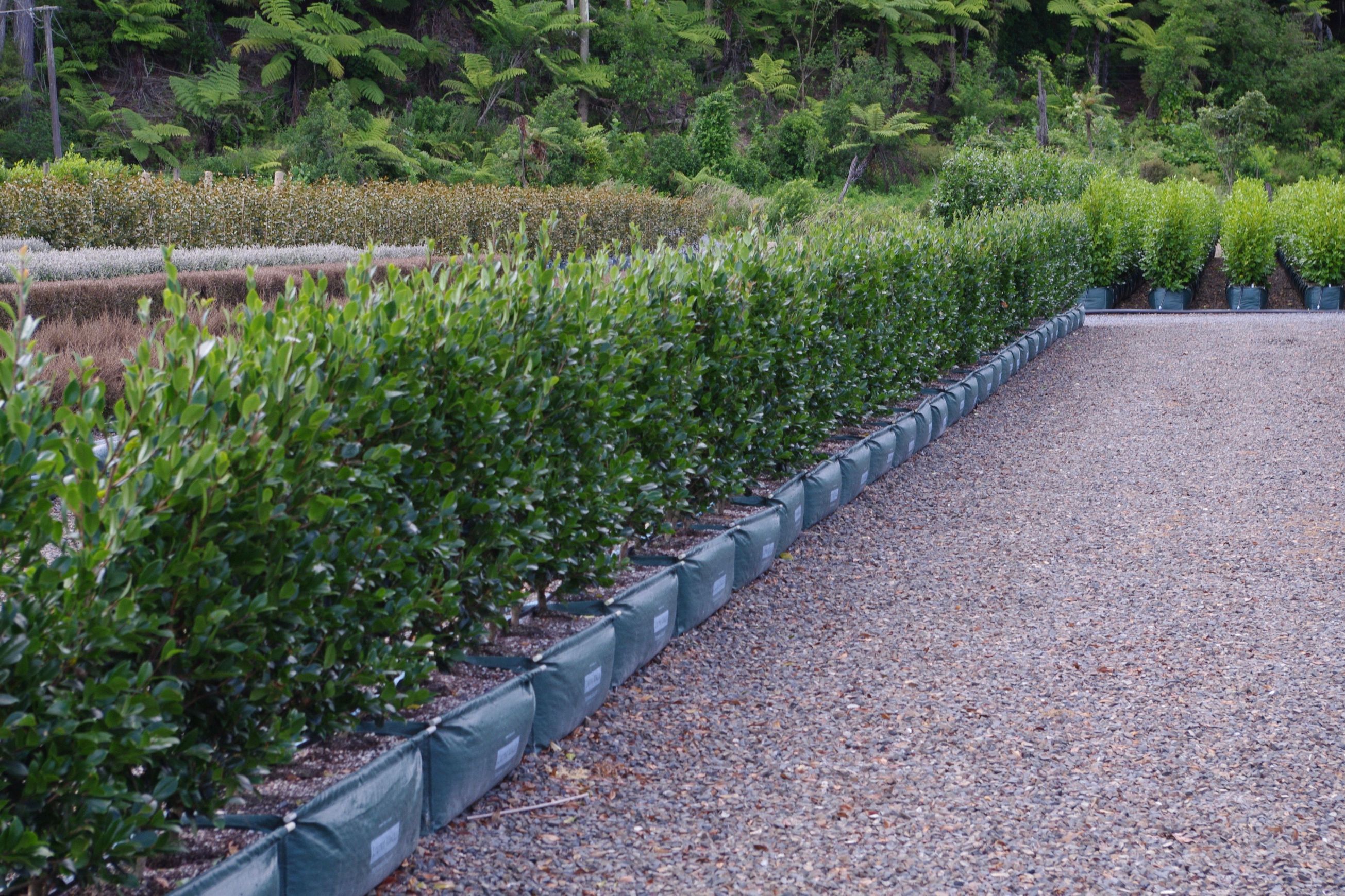 Camellia ‘Yuletide’ instant hedge