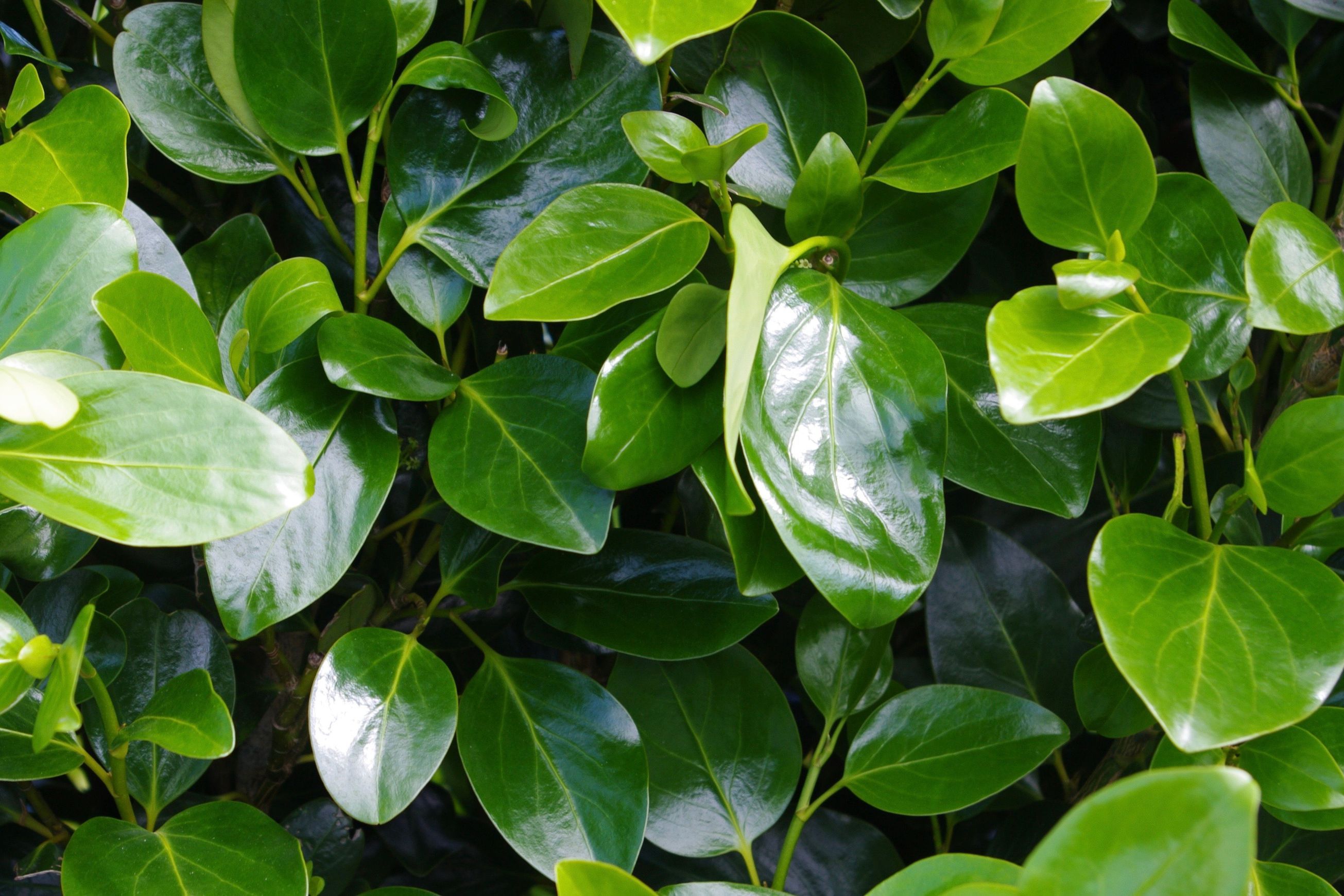 Griselinia ‘Ardmore Emerald’ 100L instant hedge