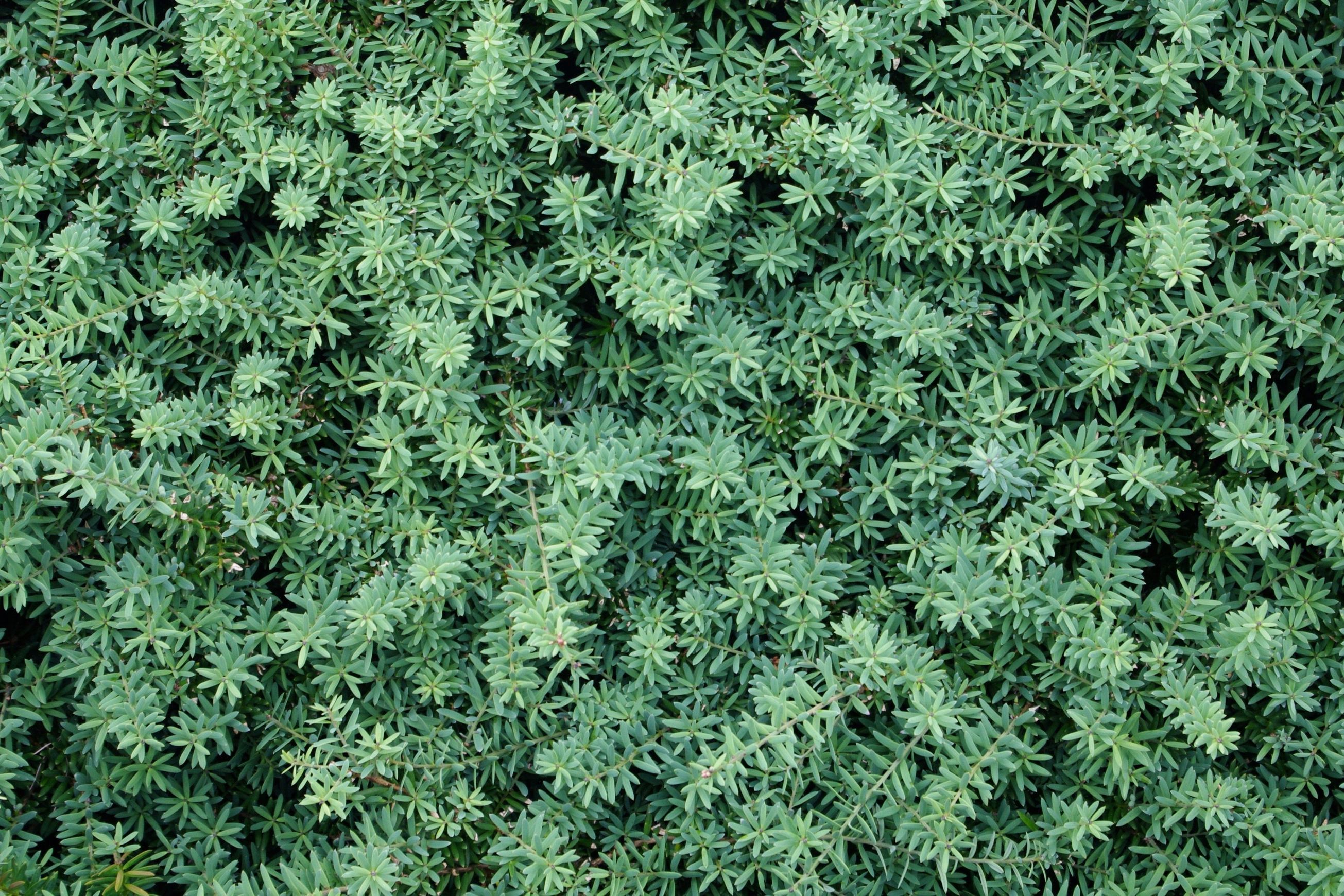Podocarpus ‘Matapouri Blue’ instant hedge (Blue Totara)