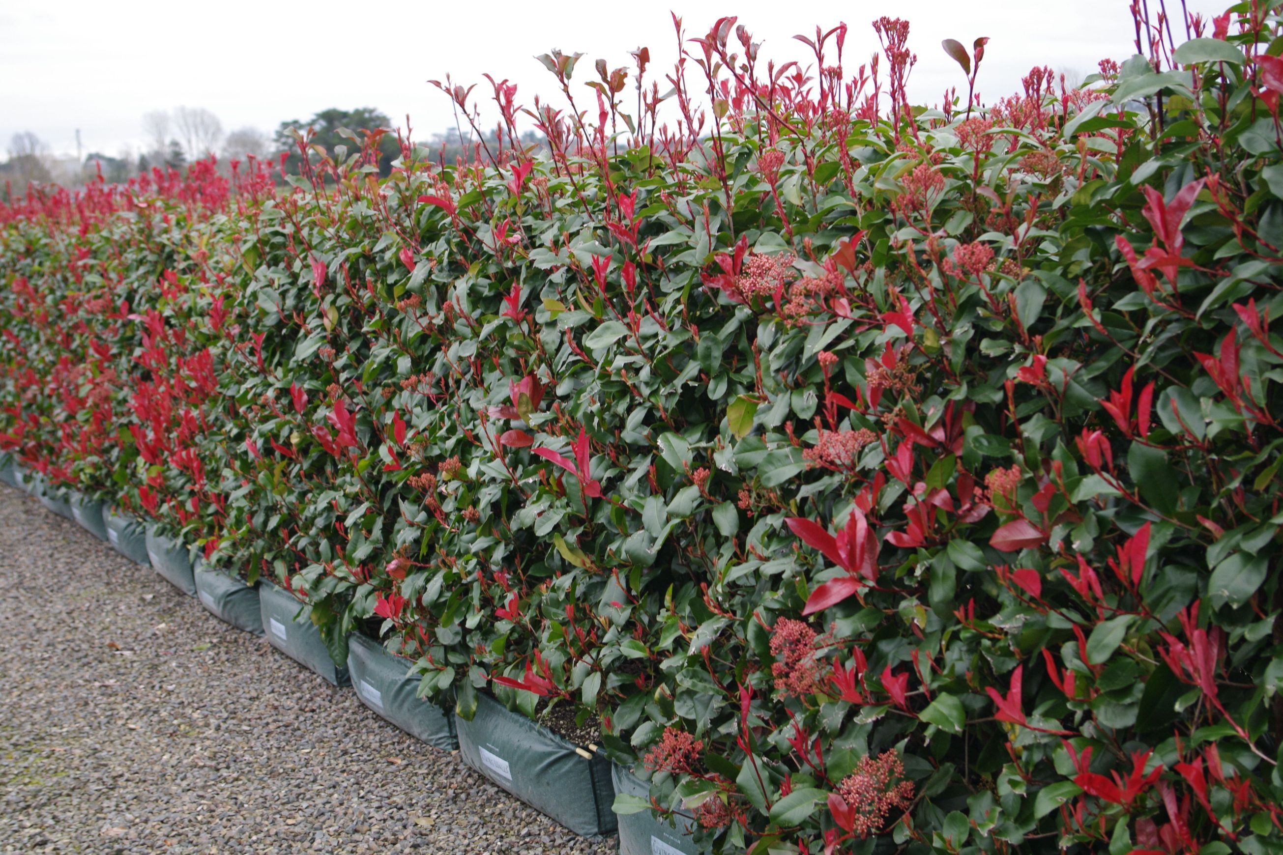Photinia ‘Red Robin’ instant hedge