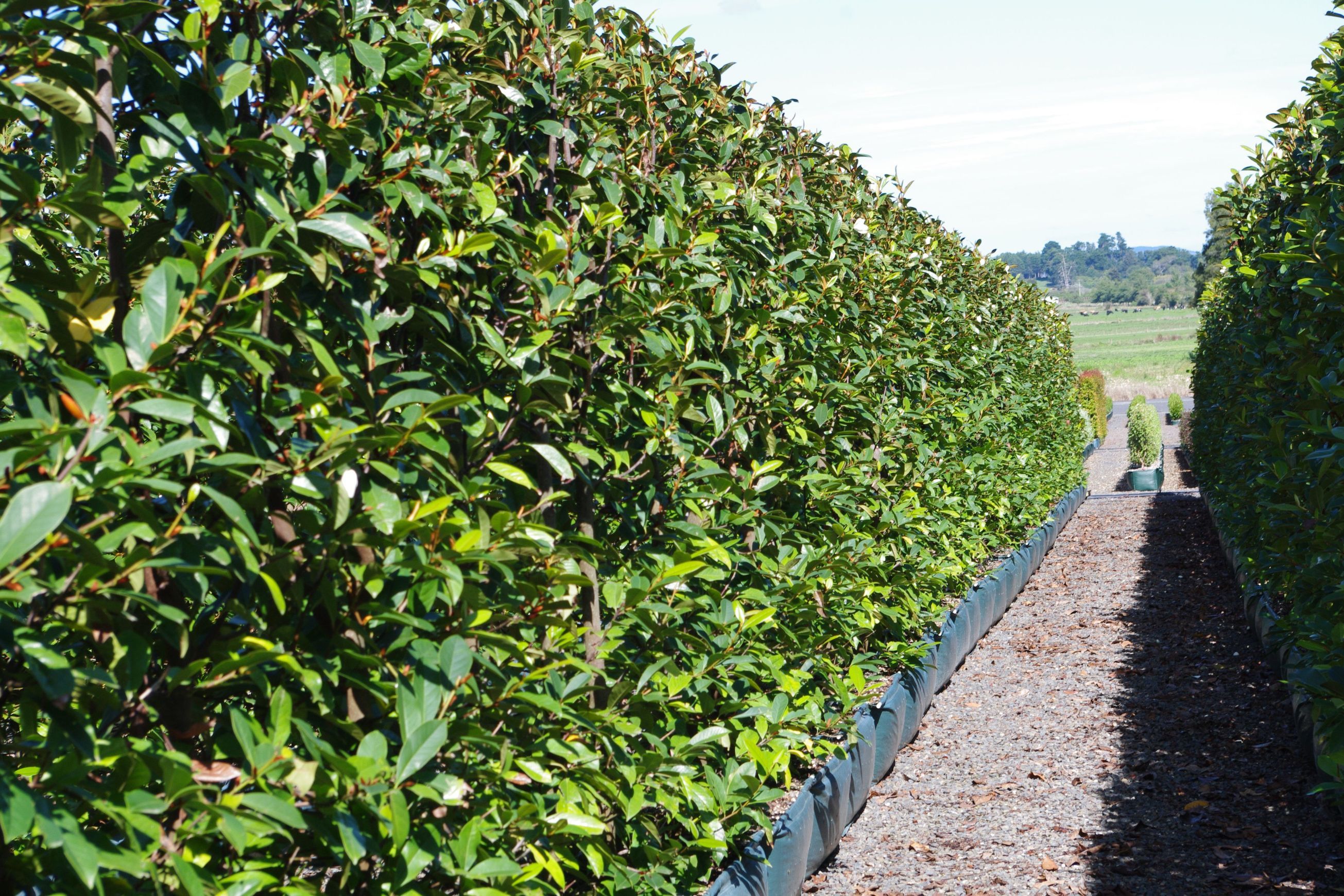 Fairy Magnolia® Cream instant hedge
