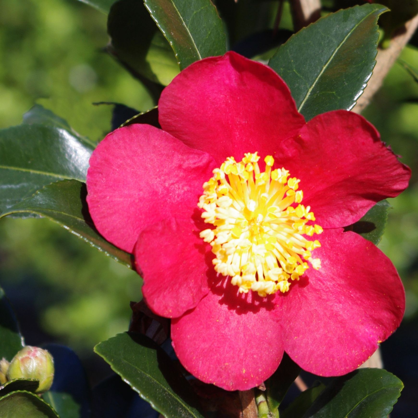 Camellia ‘Yuletide’ instant hedge