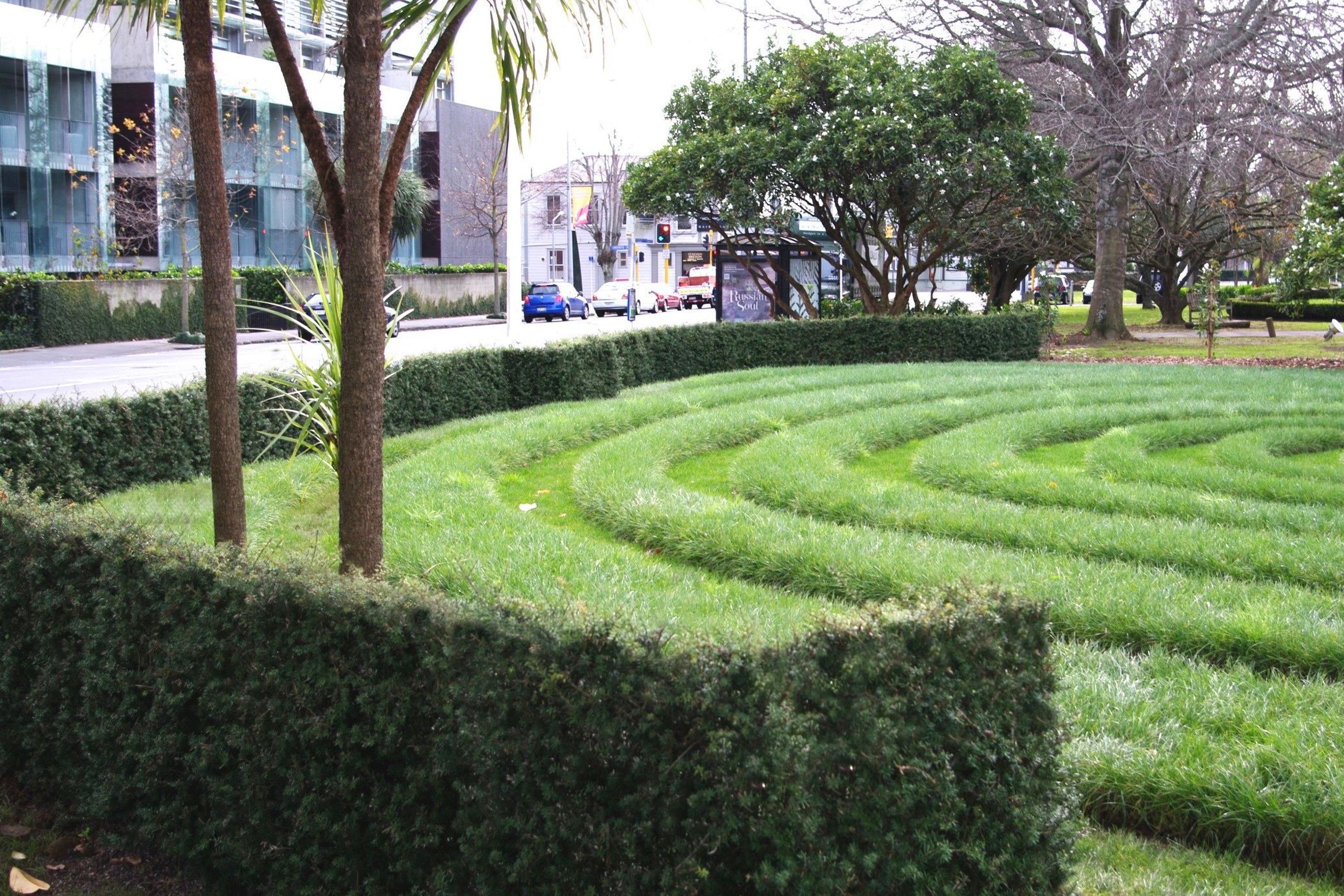 Podocarpus ‘Matapouri Blue’ instant hedge (Blue Totara)