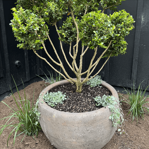 Old Stone - Ball Planter