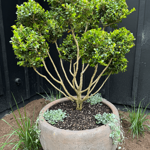 Old Stone - Ball Planter