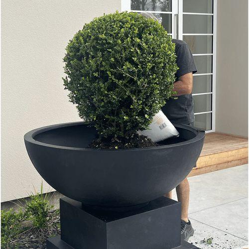 Volcano Bowl and Base