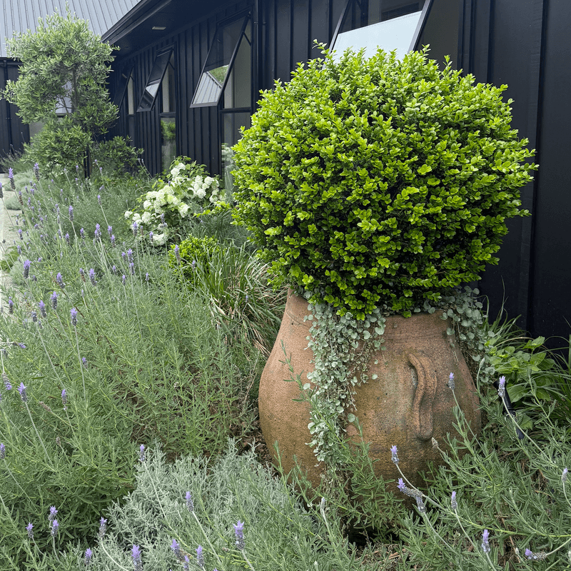 Old Stone - Ibis Jar