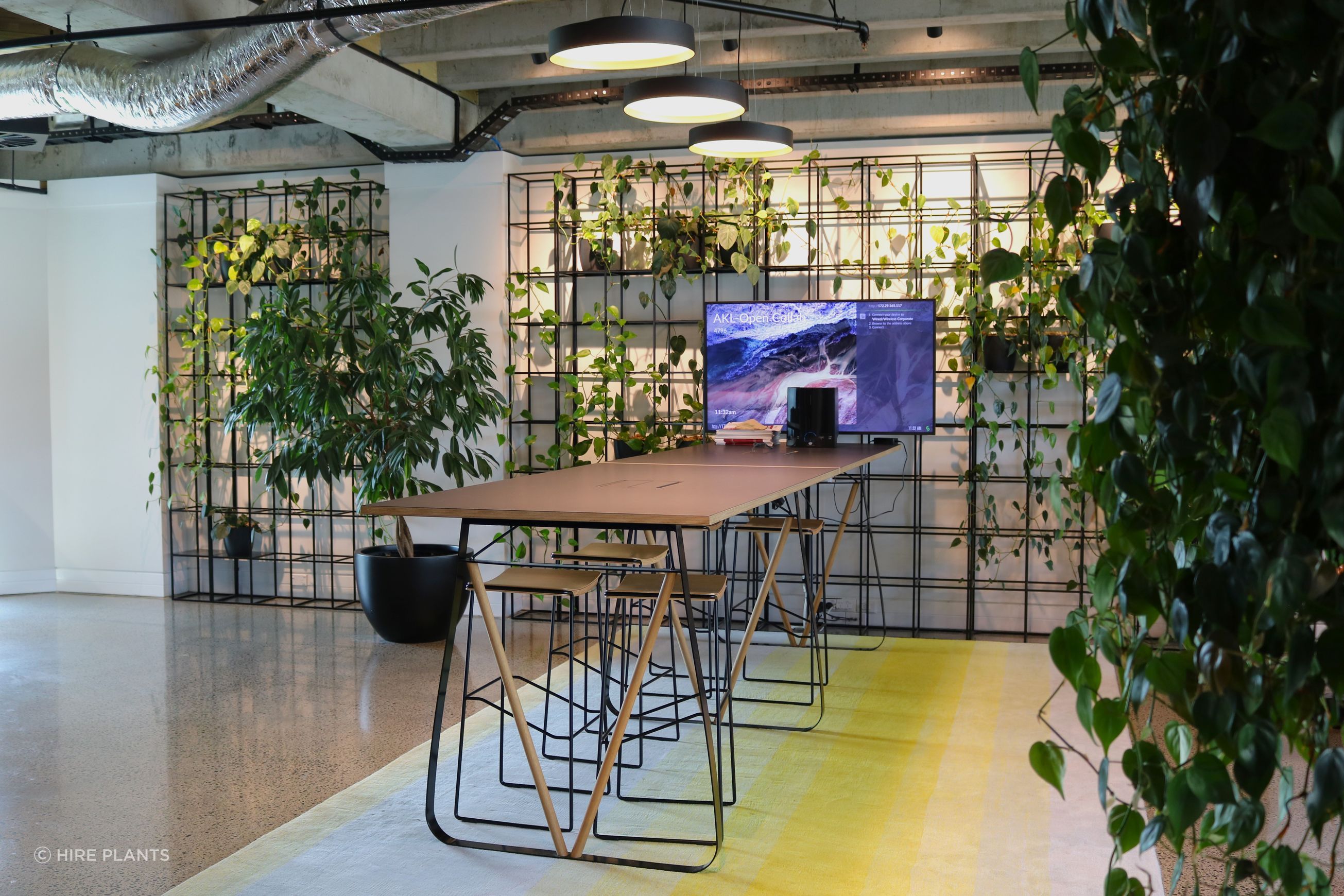Indoor Plant Hire | Hire Plants