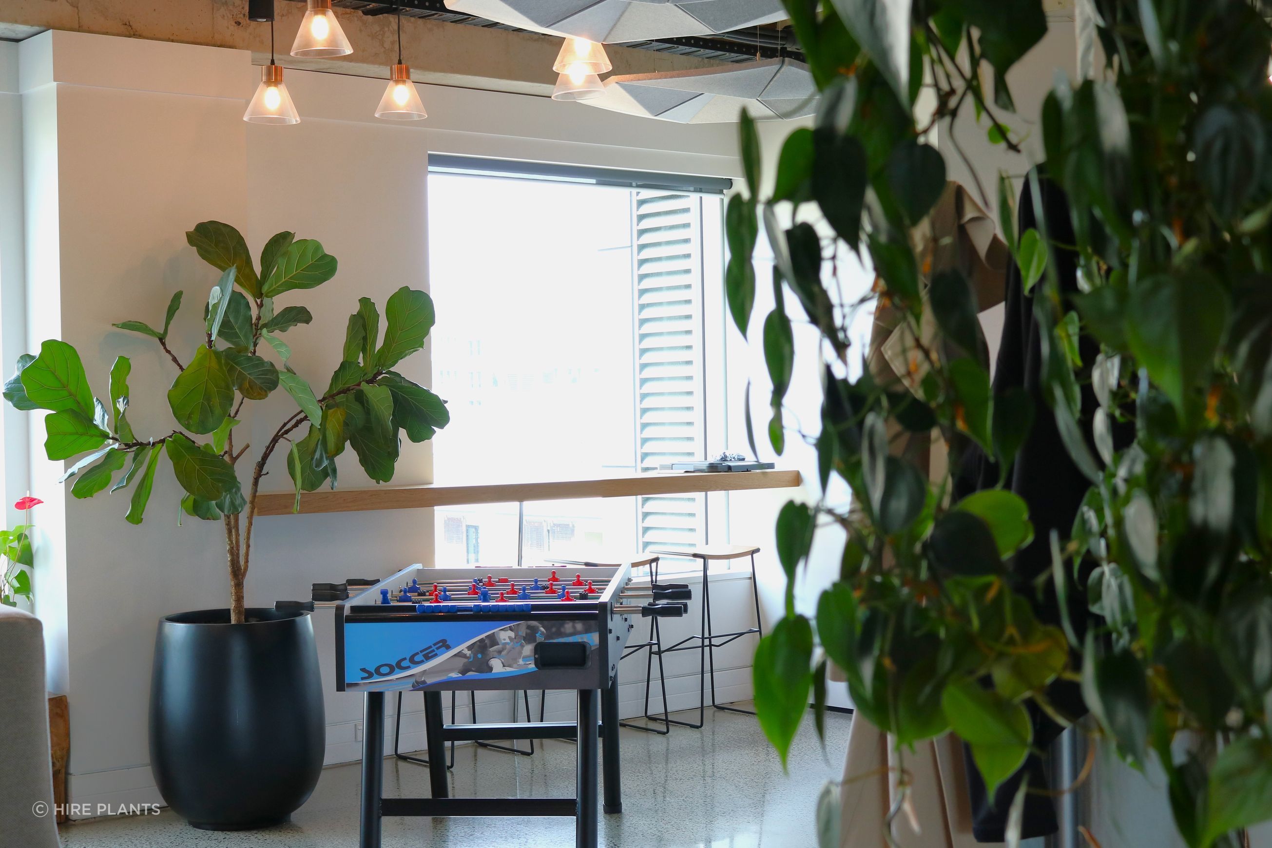 Indoor Plant Hire | Hire Plants