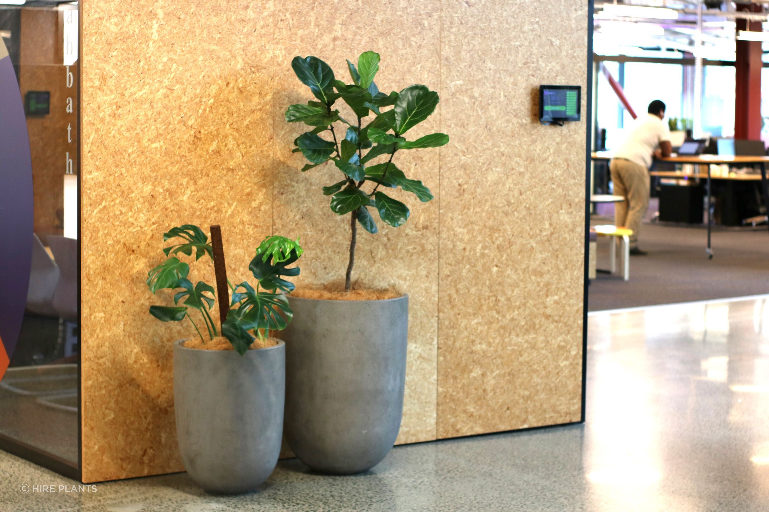 Indoor Plant Hire | Hire Plants