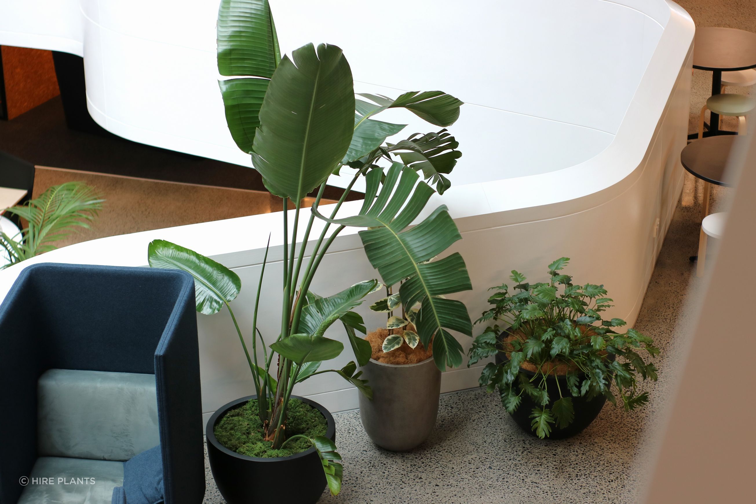 Indoor Plant Hire | Hire Plants