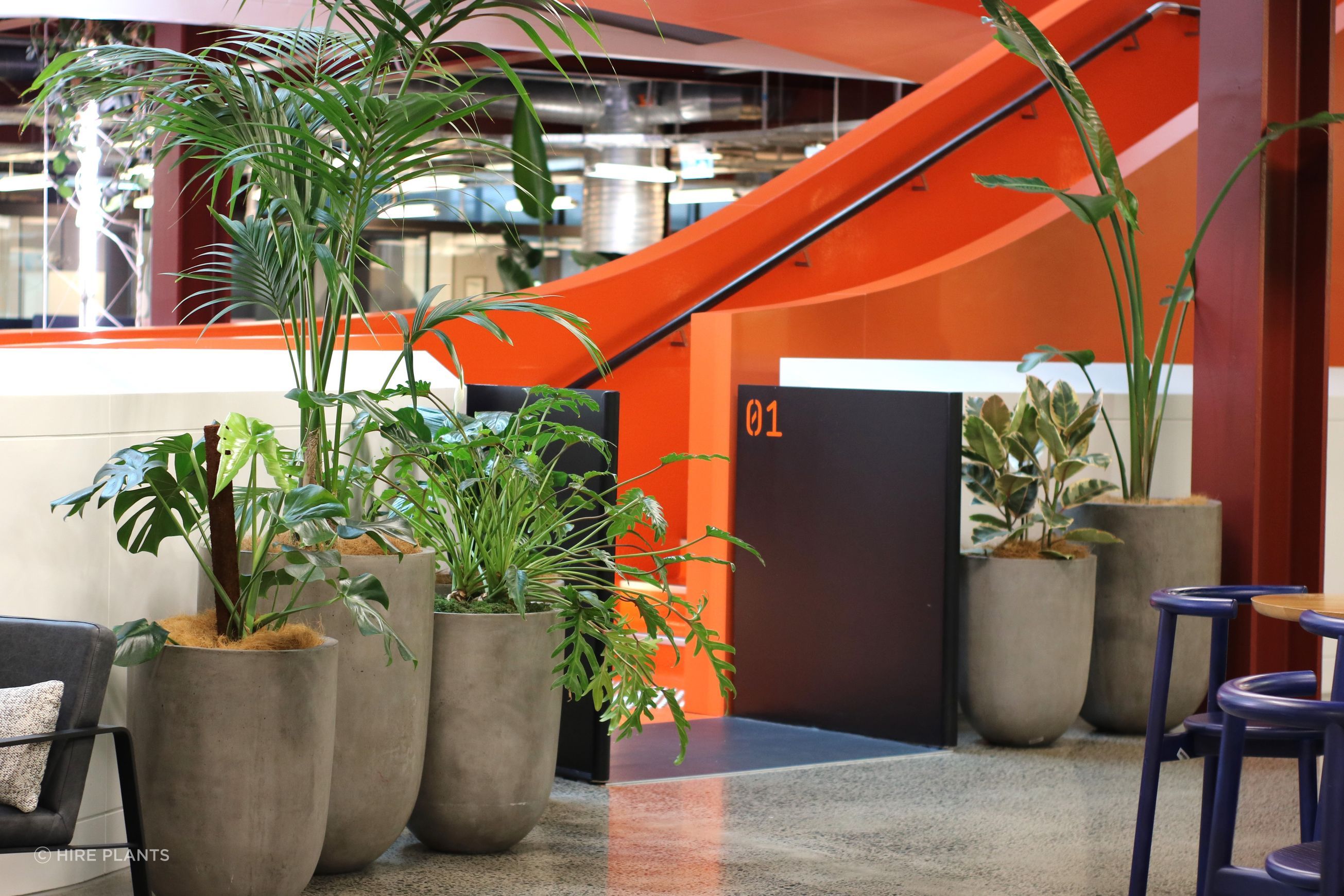 Indoor Plant Hire | Hire Plants