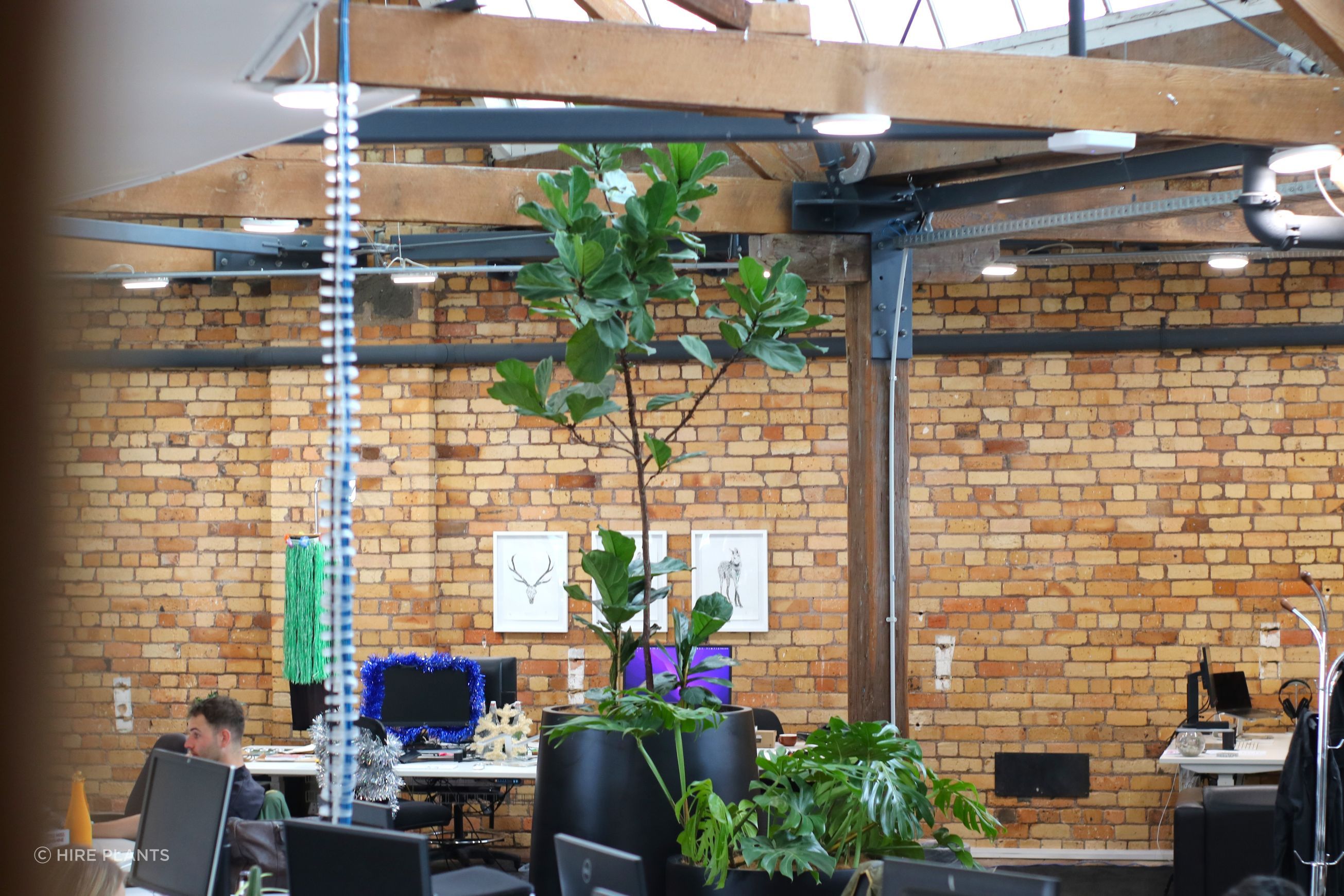 Indoor Plant Hire | Hire Plants