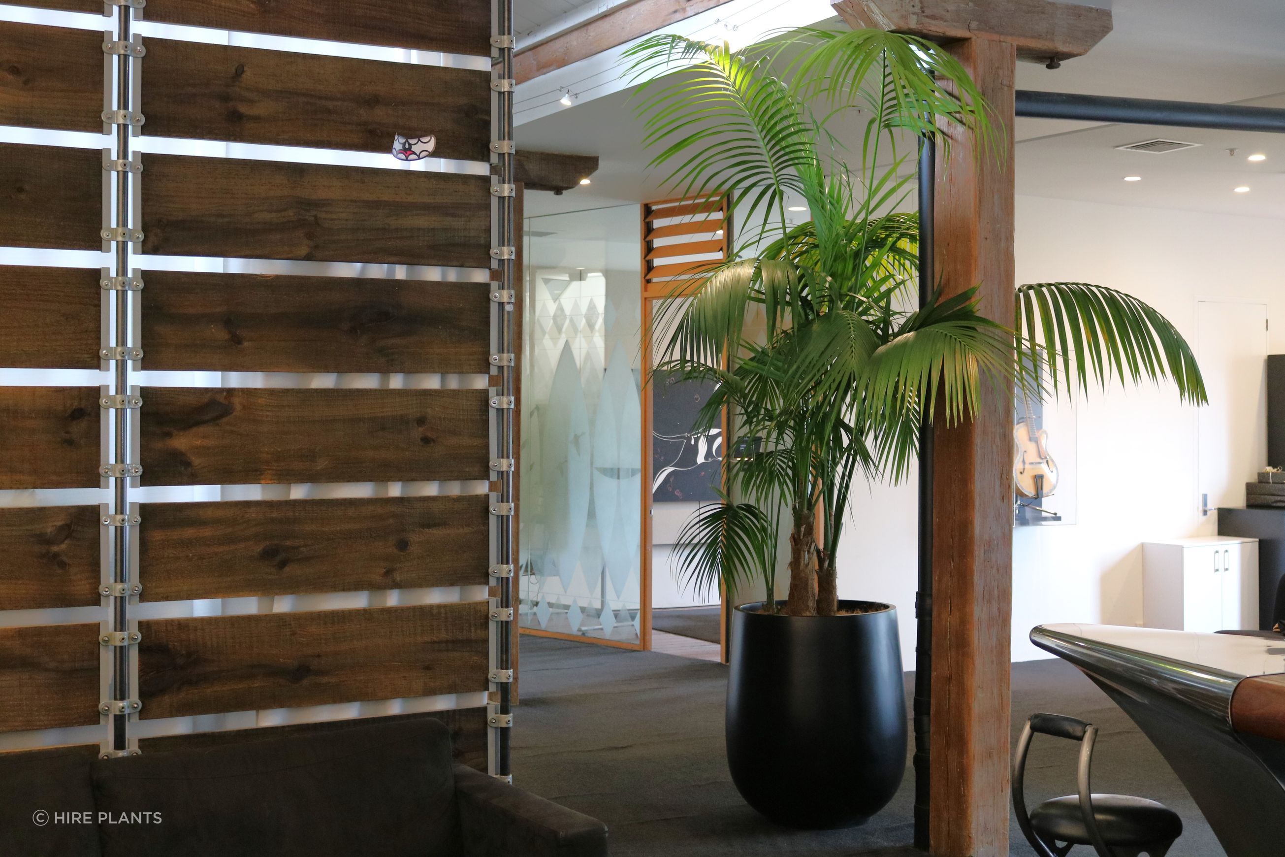 Indoor Plant Hire | Hire Plants