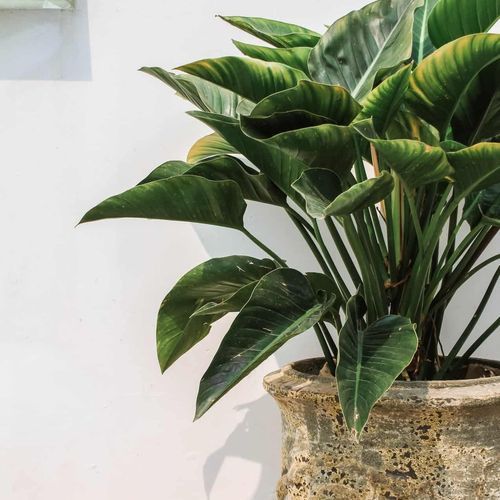 Atlantis - French Planter