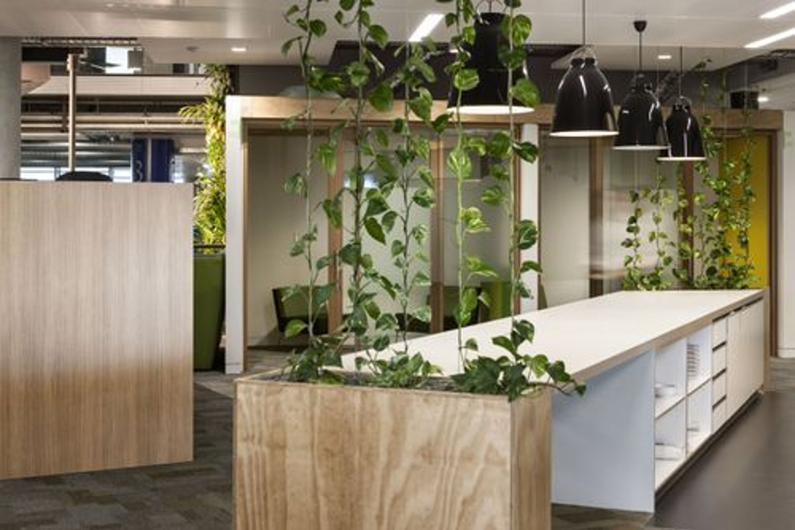 Green Screens Plant Wall | GreenAir
