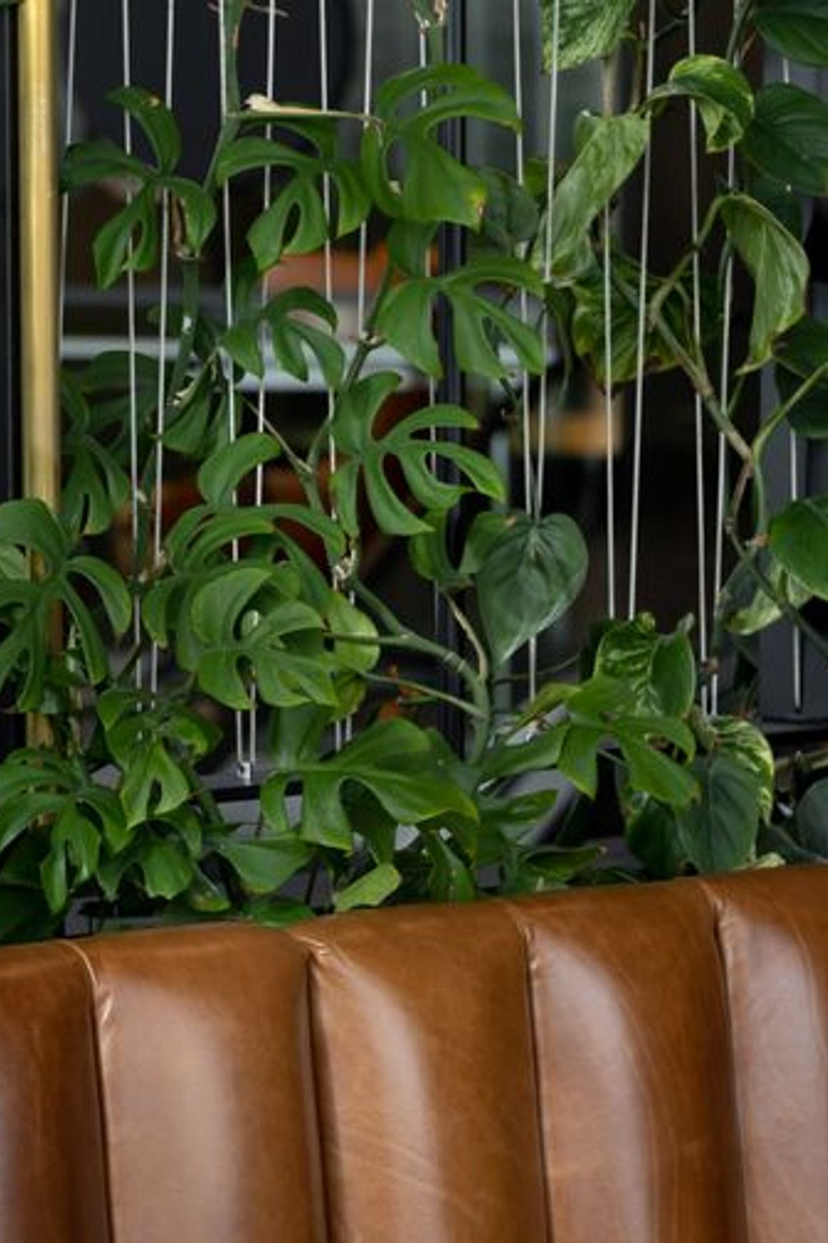 Green Screens Plant Wall | GreenAir