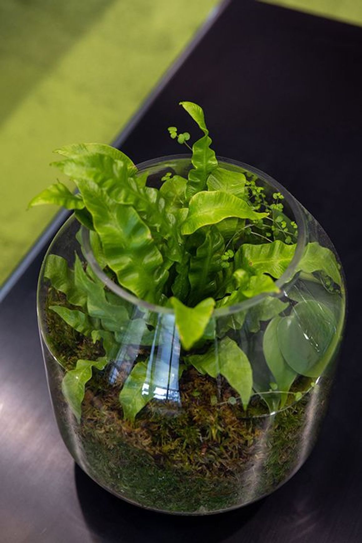 Mixed Foliage Displays | GreenAir