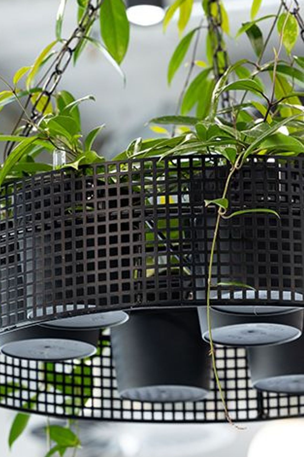 Suspended Plantscapes | GreenAir