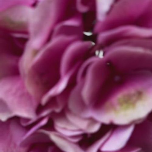 Round Cross Side Table - Carrara Marble | Natural Stone Co.