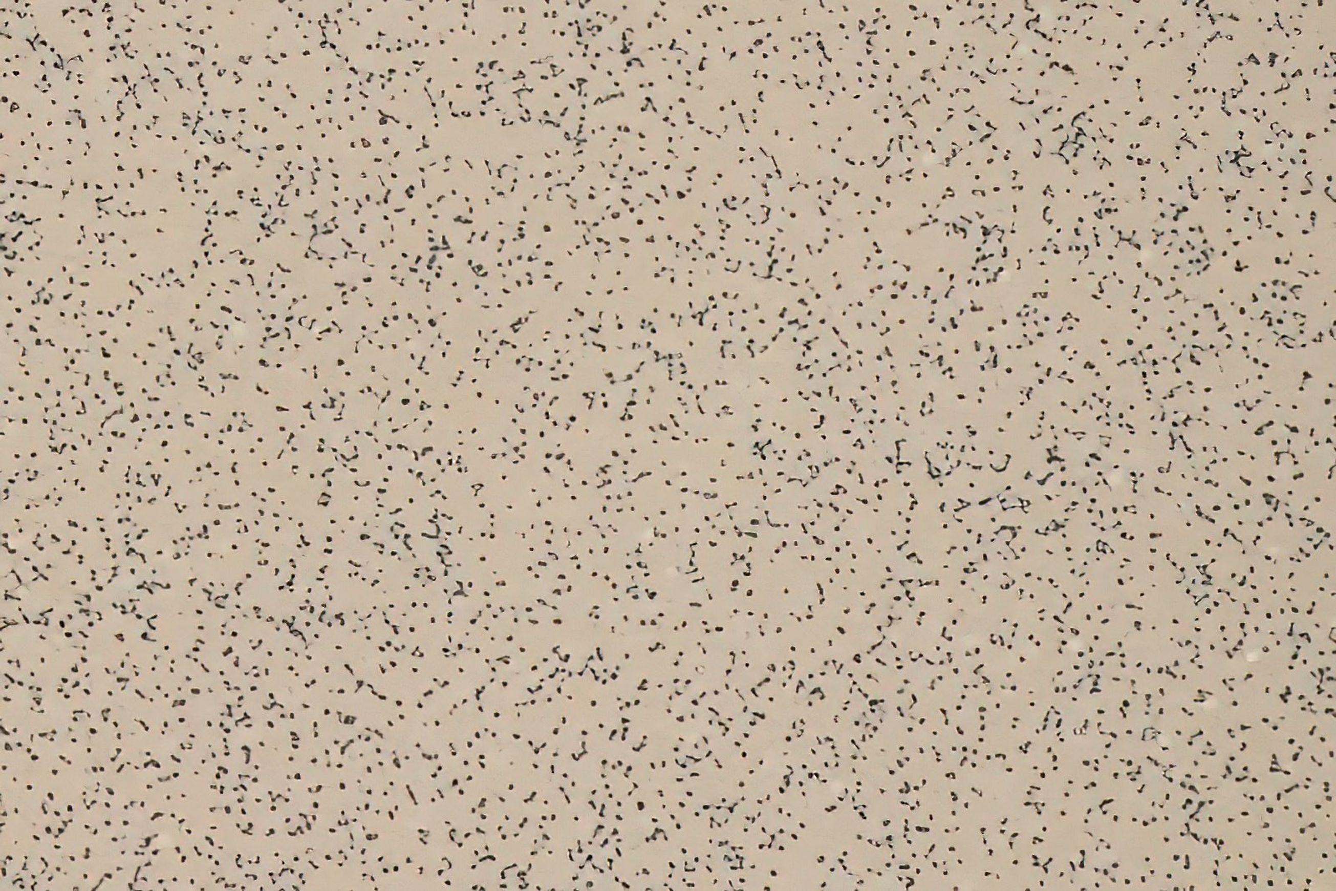 Altro Stronghold™ 30 Adhesive–Free - R12 Flooring