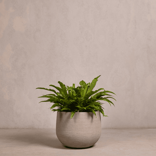 Hibernate NoMud 86 Degrees | Flax