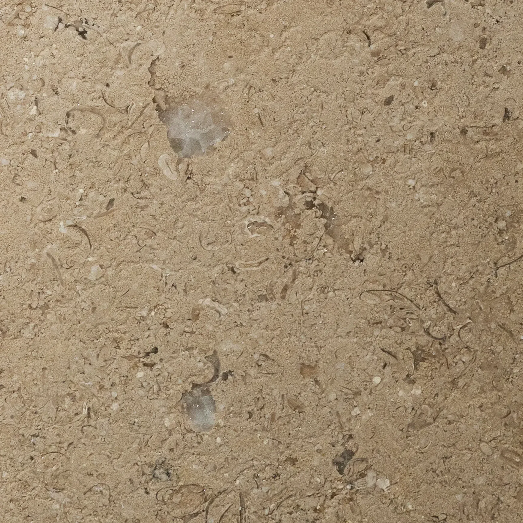 Sinai Pearl Leathered Limestone Porcelia
