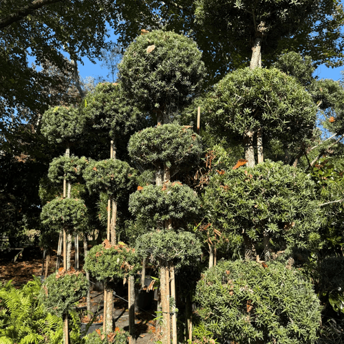 Podocarpus Matapouri Blue – Multi-Balls