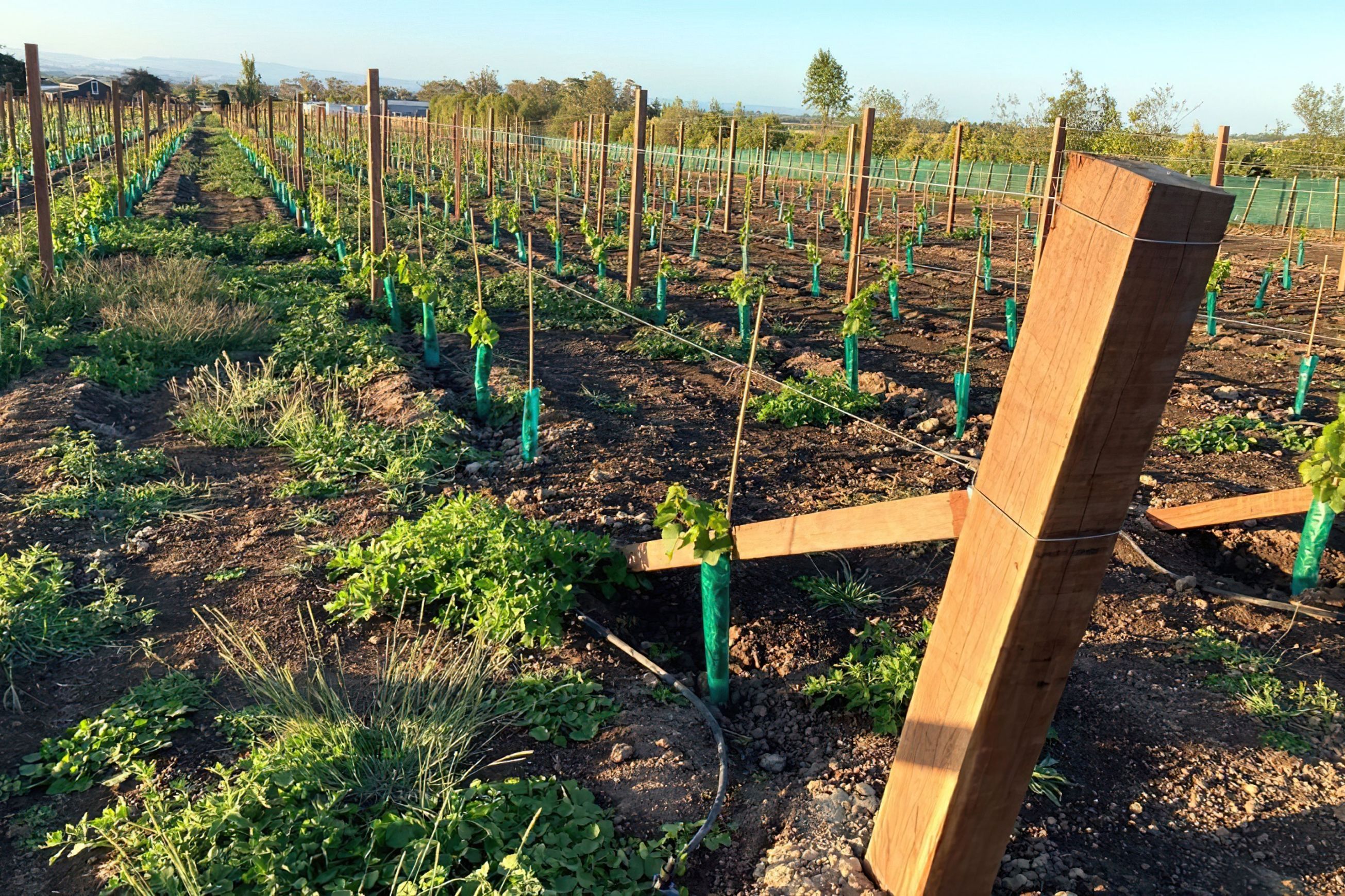 Vineyard Hardwood