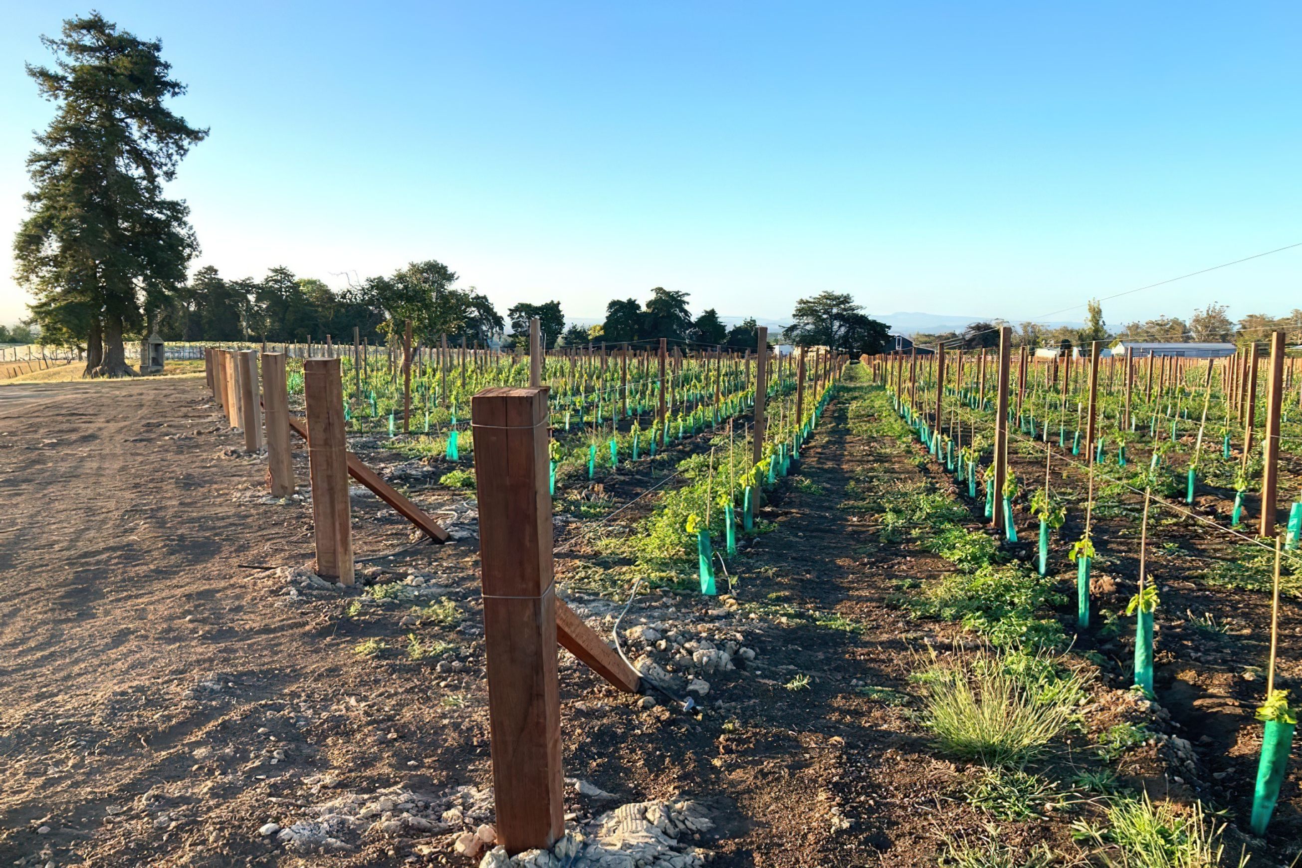 Vineyard Hardwood