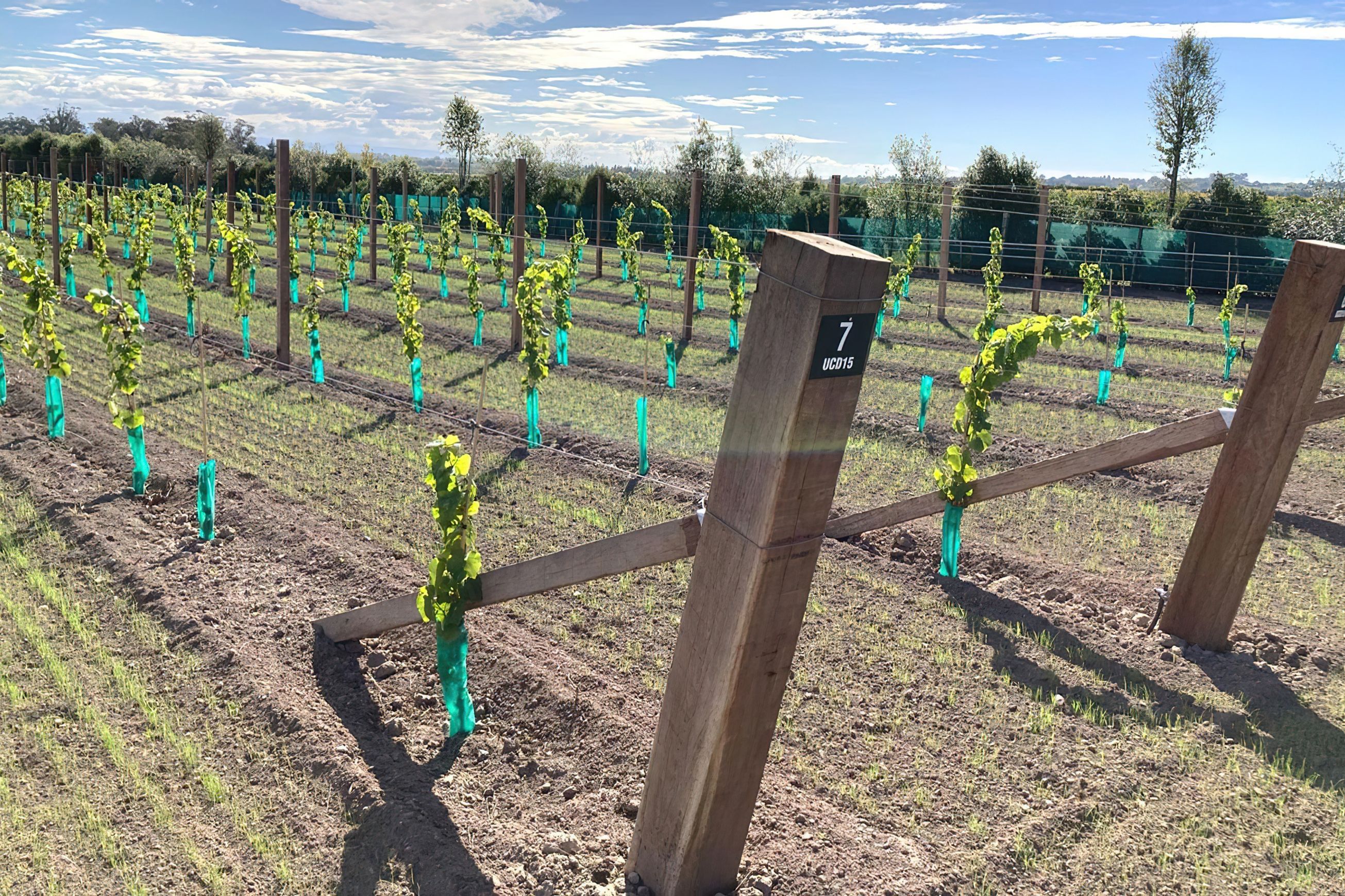 Vineyard Hardwood
