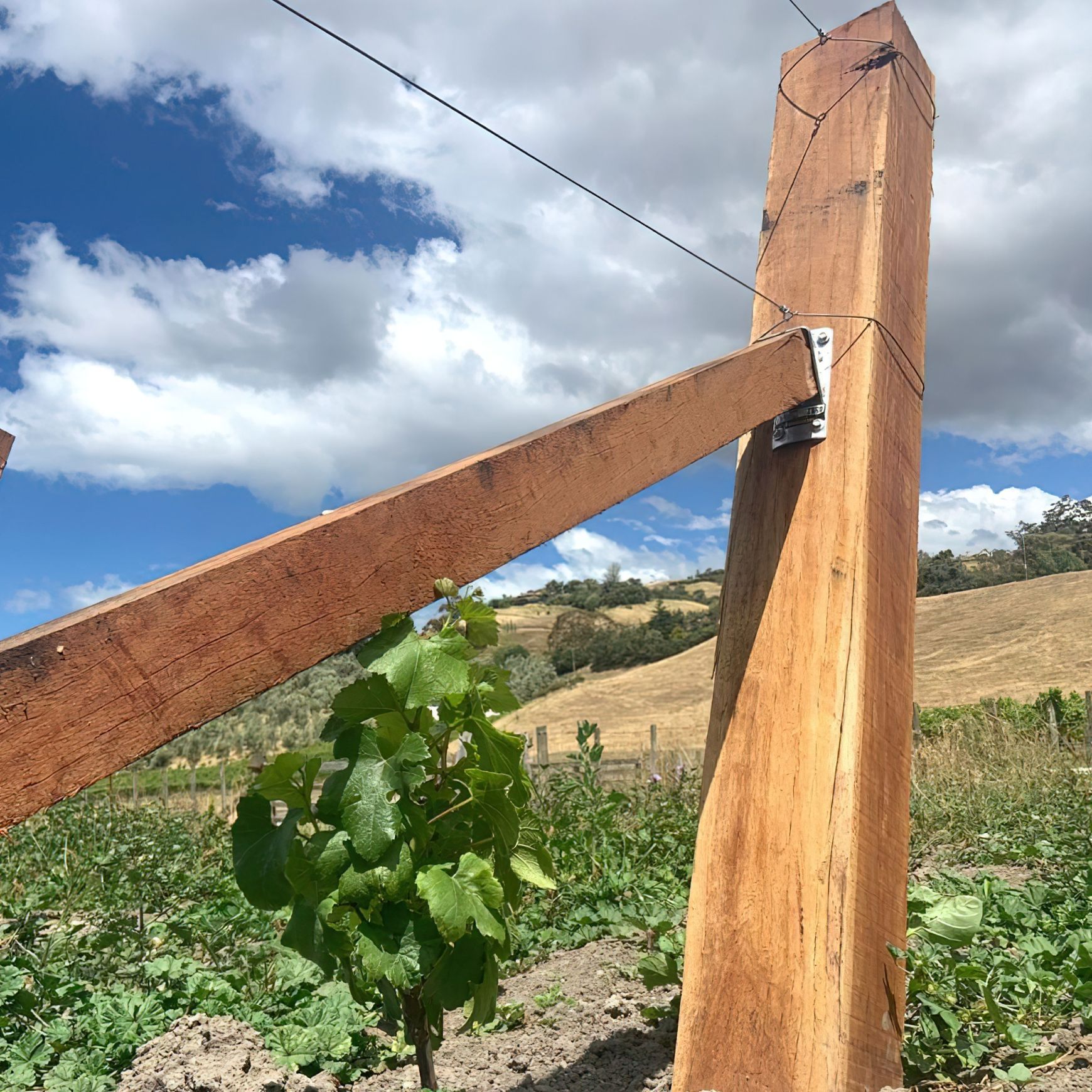 Vineyard Hardwood