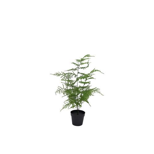 Asparagus Fern Potted 50Cm