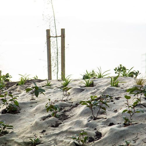 EcoWool™ Mulch Matting 600gsm