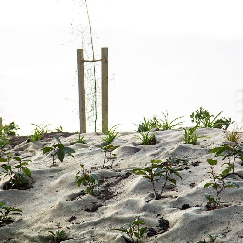 EcoWool™ Mulch Matting 600gsm