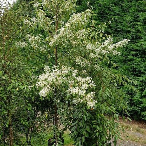 Hoheria sexstylosa | NZ Mountain Lacebark