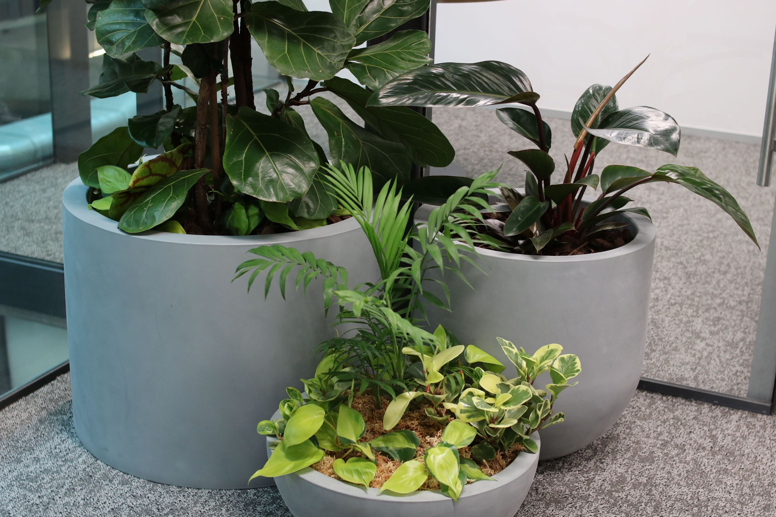 Indoor Plant Hire | Hire Plants