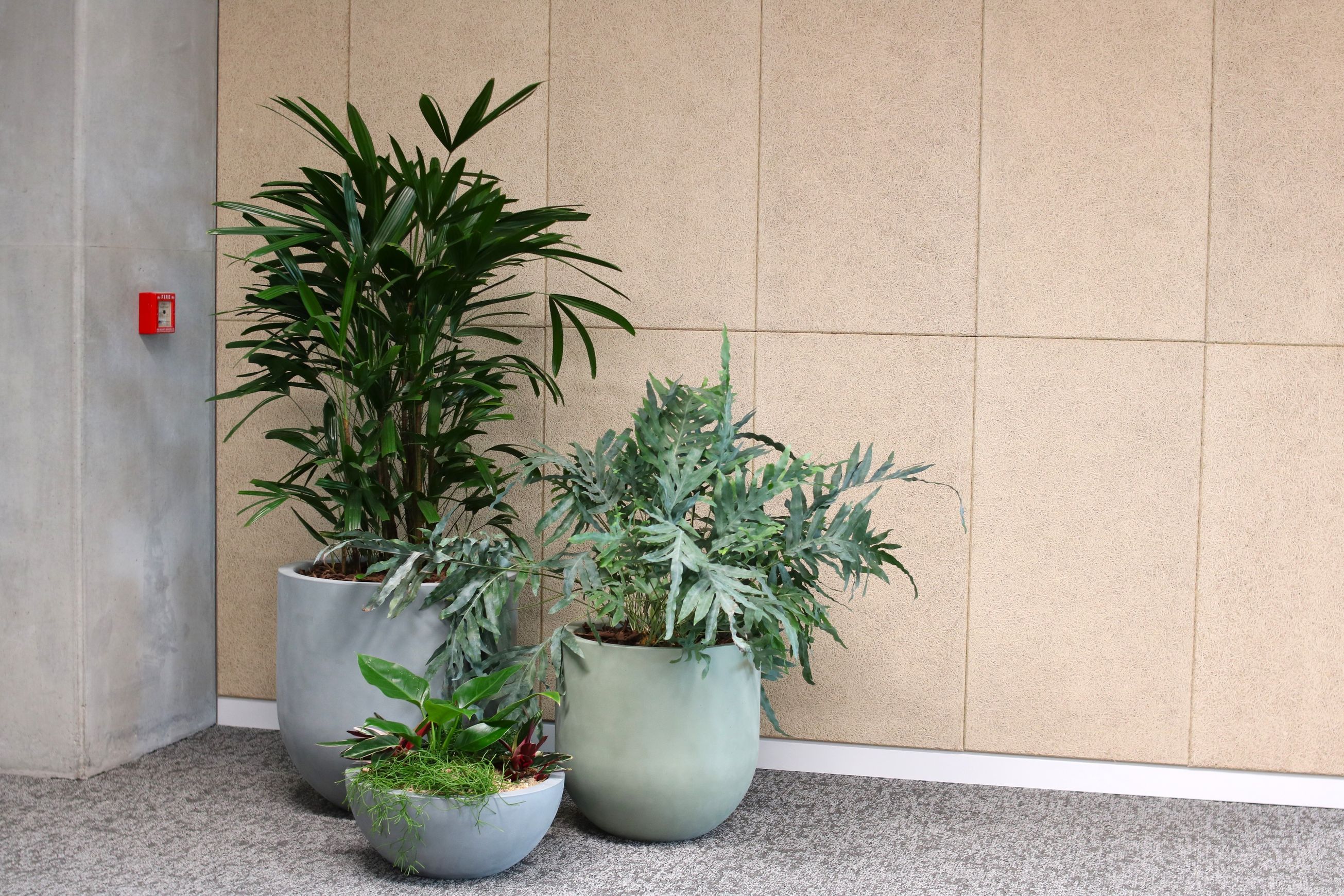 Indoor Plant Hire | Hire Plants