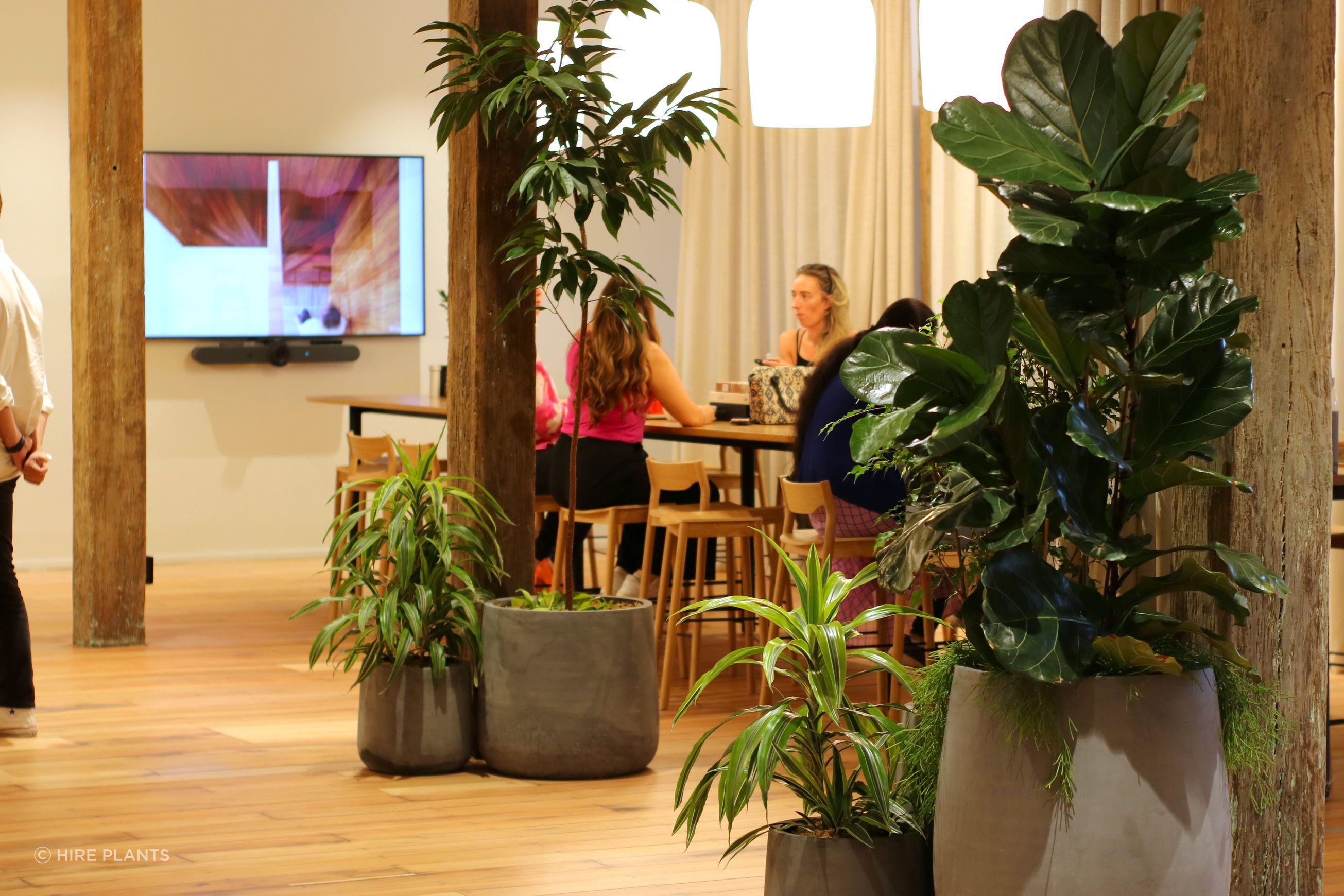 Indoor Plant Hire | Hire Plants