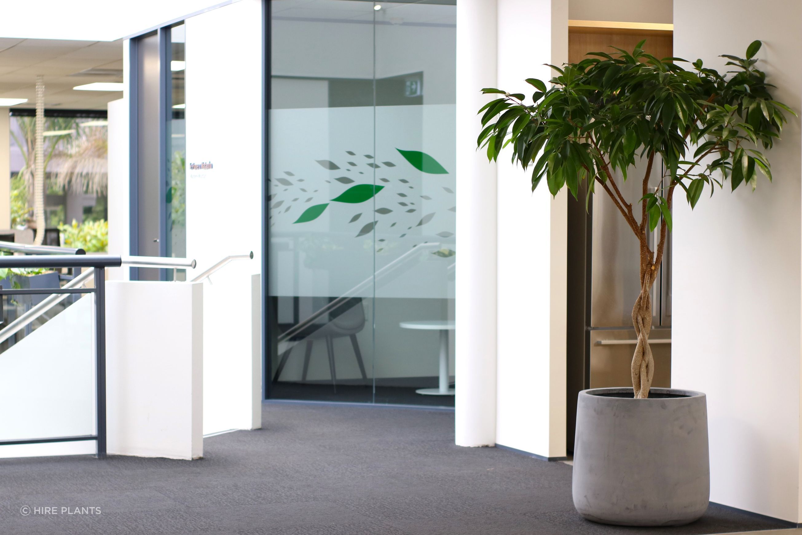 Indoor Plant Hire | Hire Plants