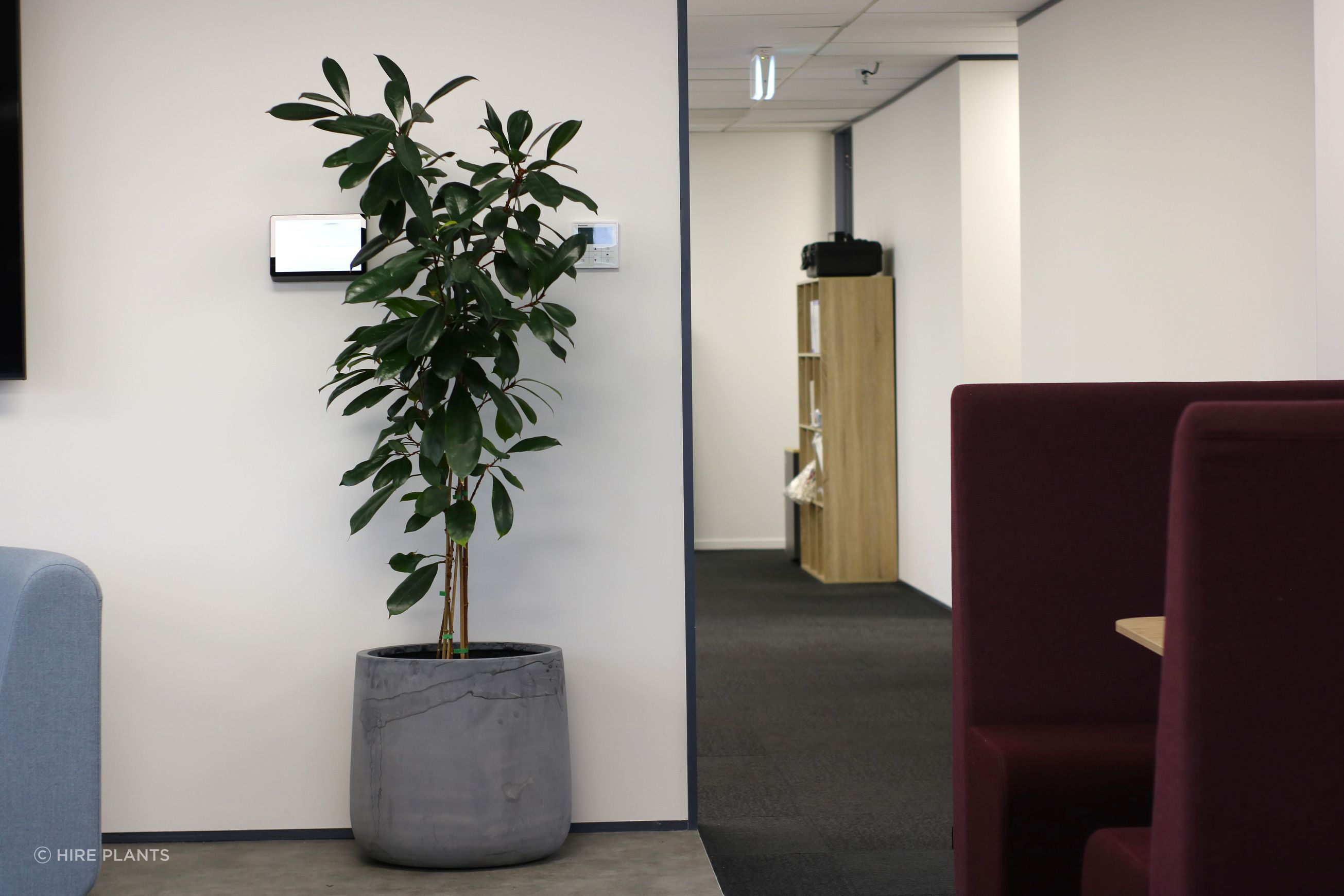 Indoor Plant Hire | Hire Plants