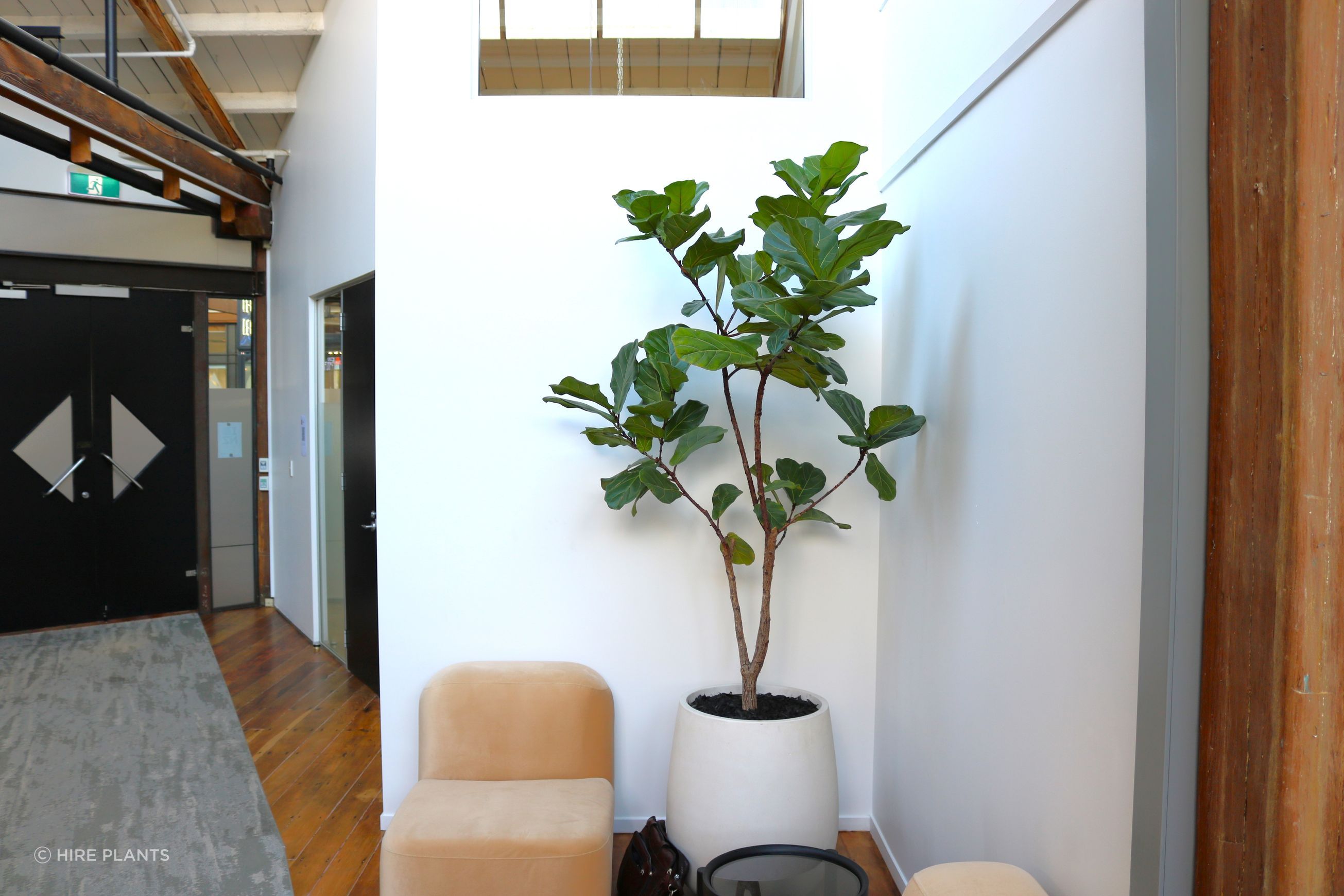 Indoor Plant Hire | Hire Plants