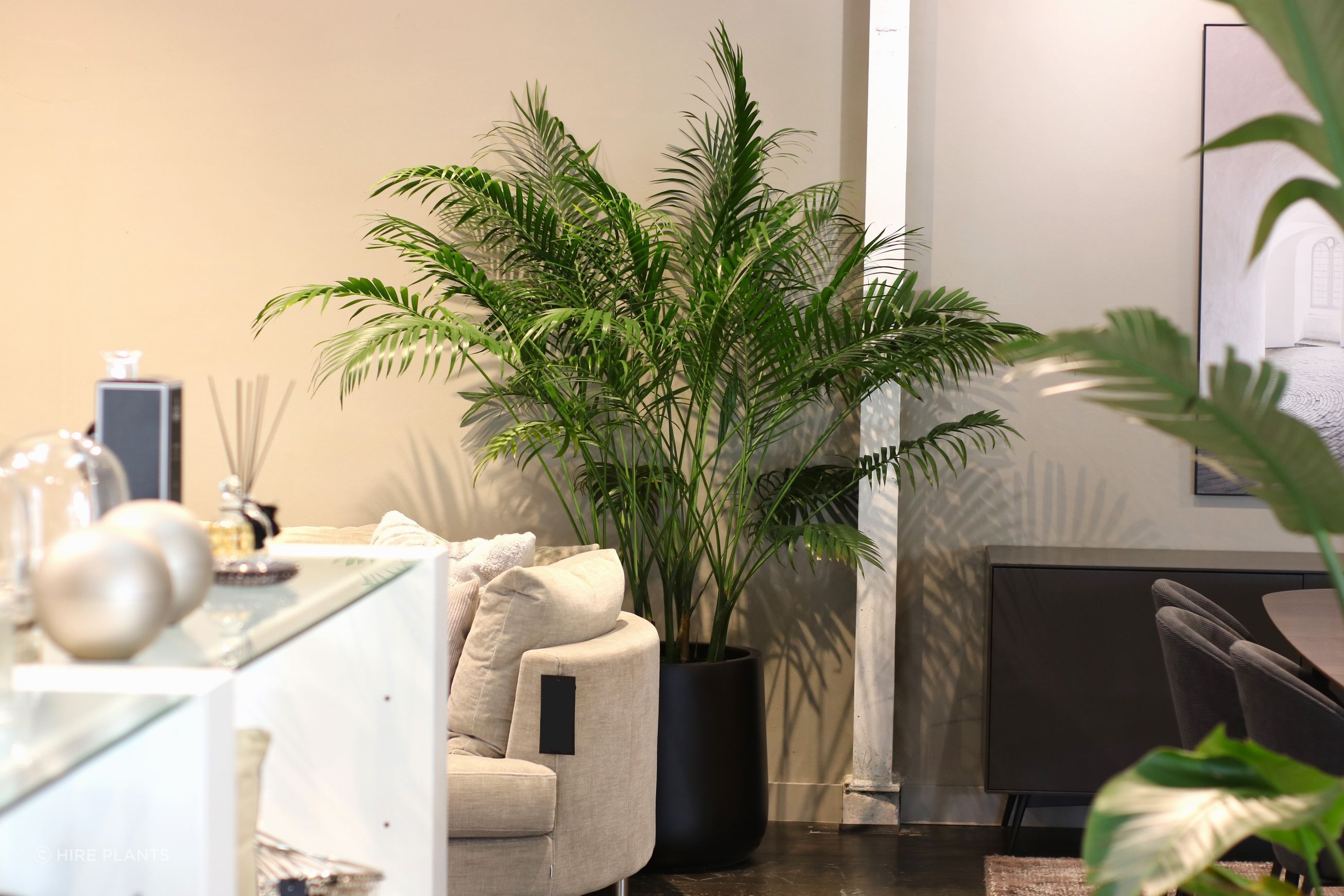 Indoor Plant Hire | Hire Plants