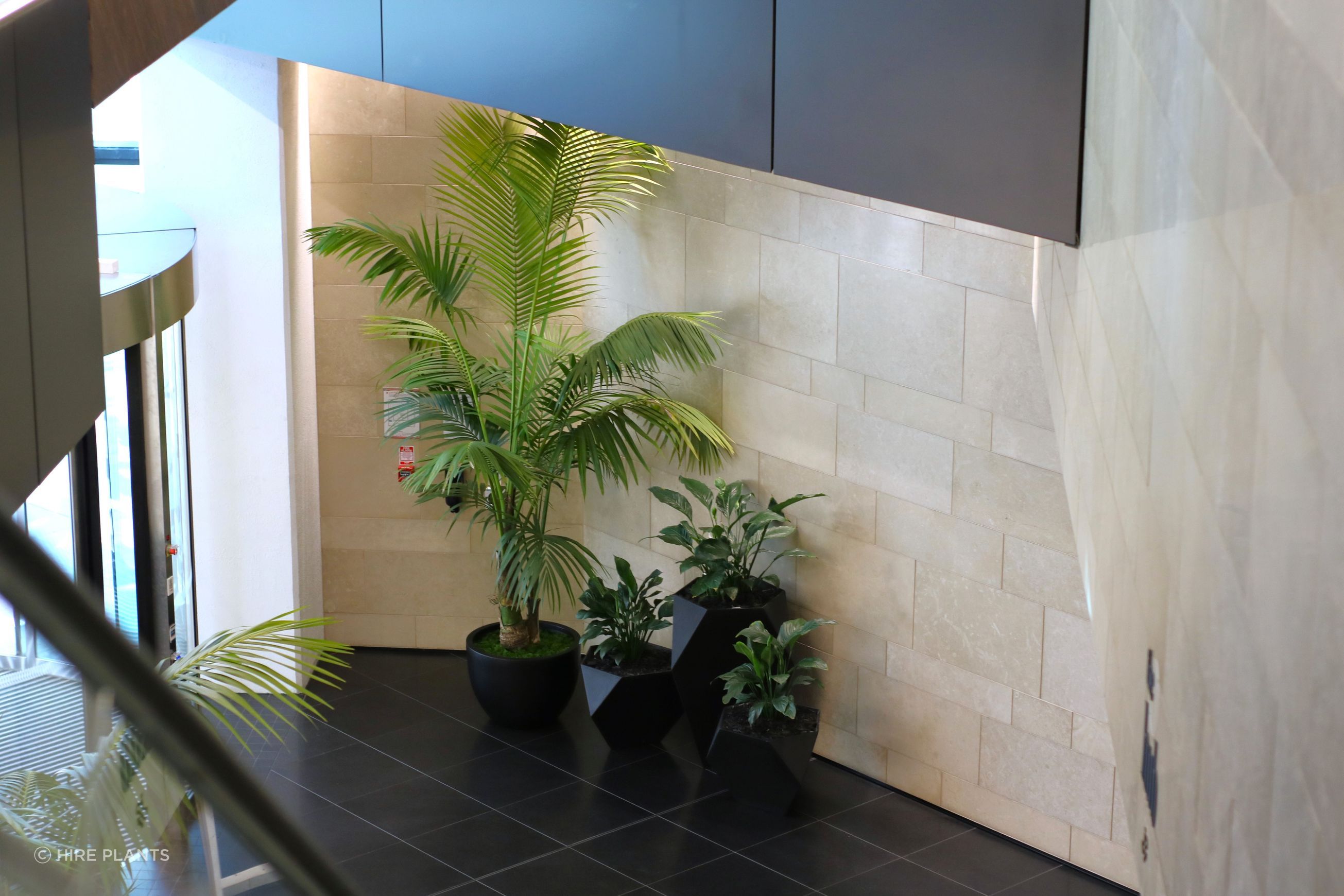 Indoor Plant Hire | Hire Plants