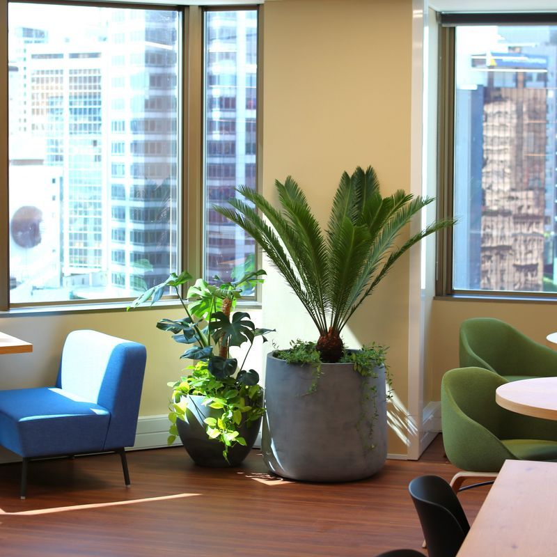 Indoor Plant Hire | Hire Plants