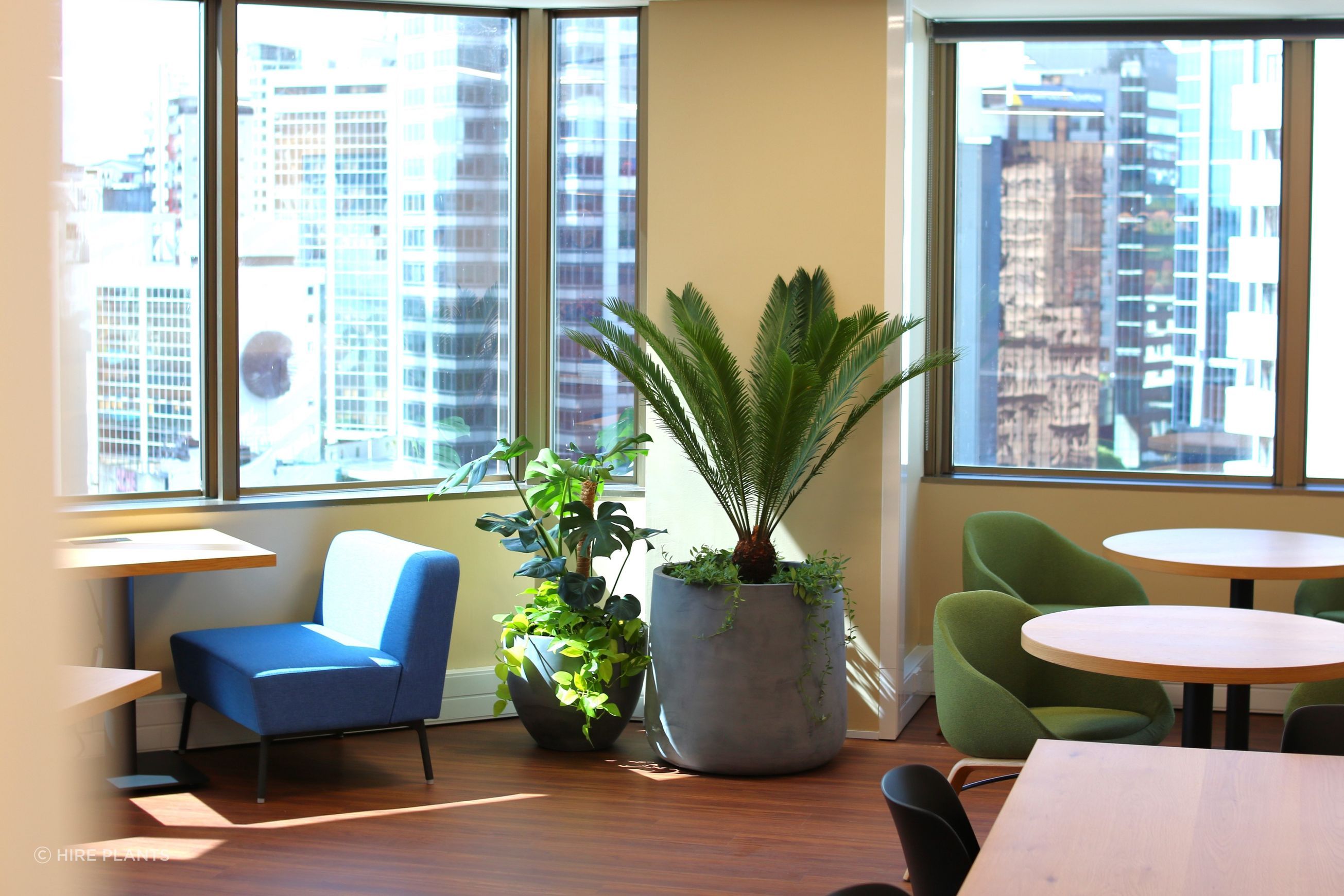 Indoor Plant Hire | Hire Plants