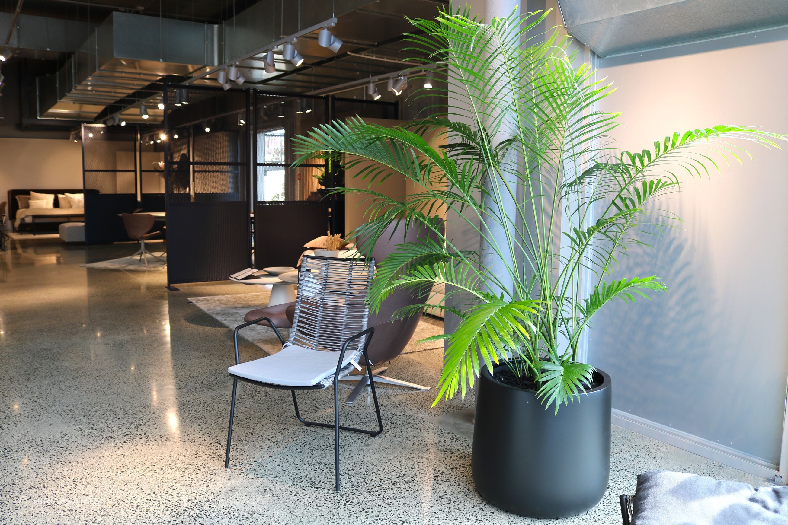 Indoor Plant Hire | Hire Plants