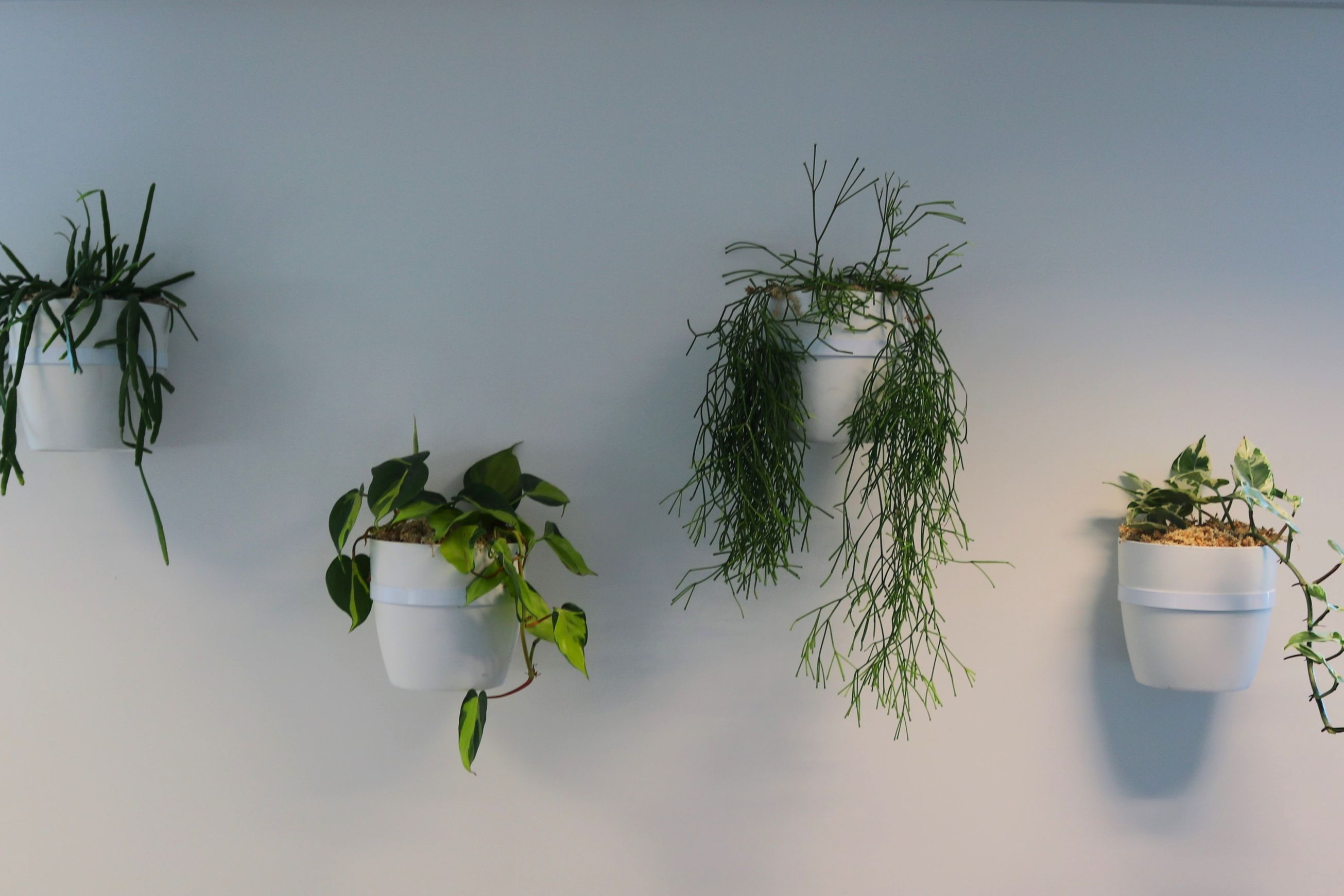 Plant Brackets | Hire Plants