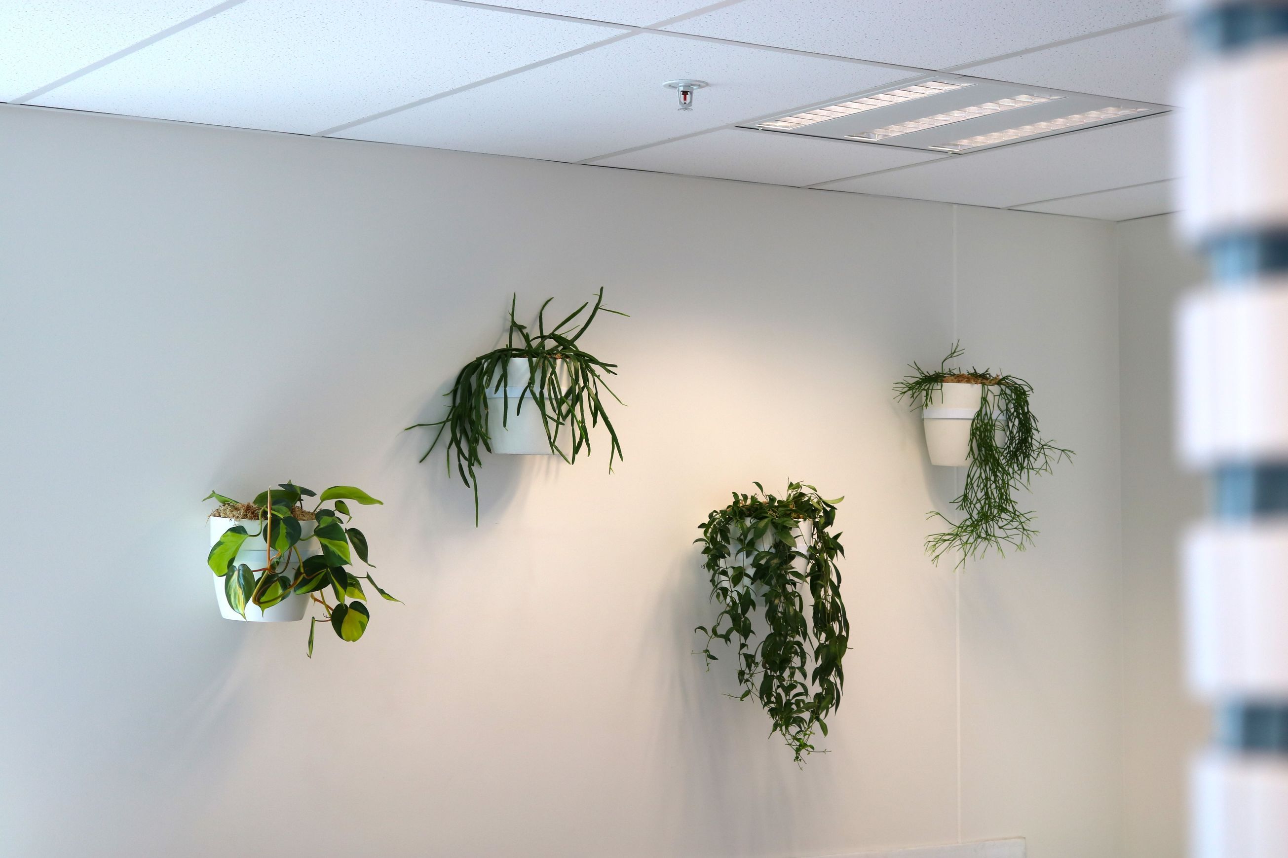 Plant Brackets | Hire Plants